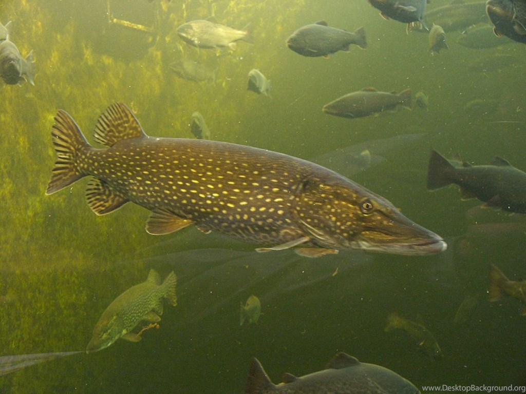 Northern Pike Photo And Wallpaper. Cute Northern Pike Picture Desktop Background