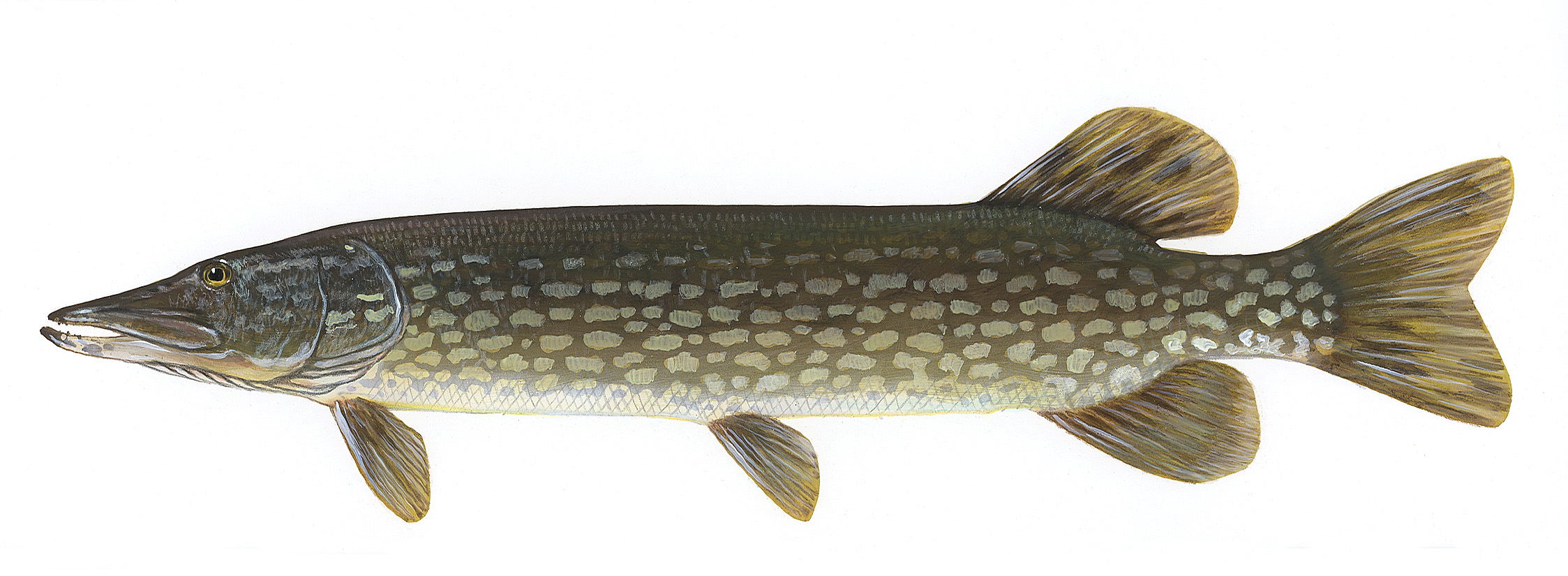 Northern pike photo and wallpaper. Nice Northern pike picture