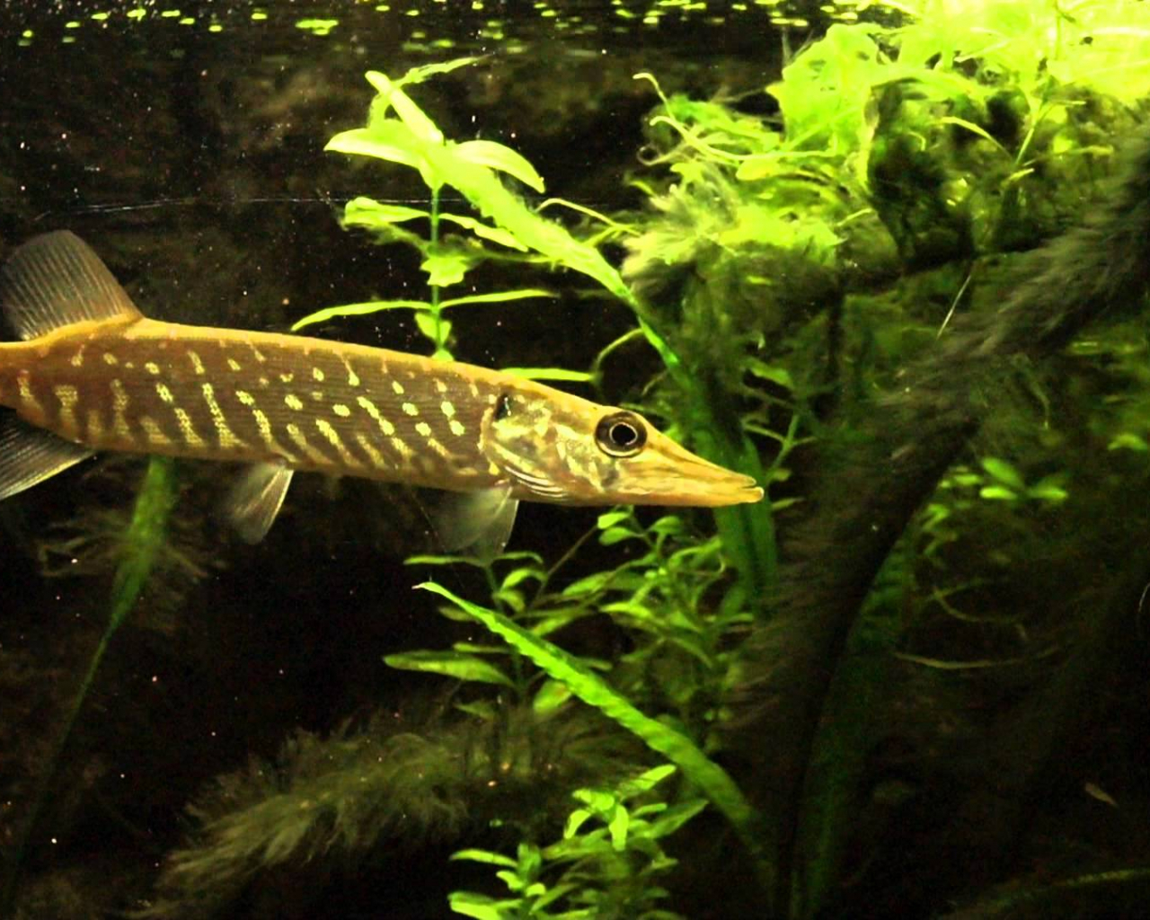 Free download Displaying 13 Image For Northern Pike Wallpaper [1920x1080] for your Desktop, Mobile & Tablet. Explore Walleye Wallpaper. Toledo Walleye Wallpaper