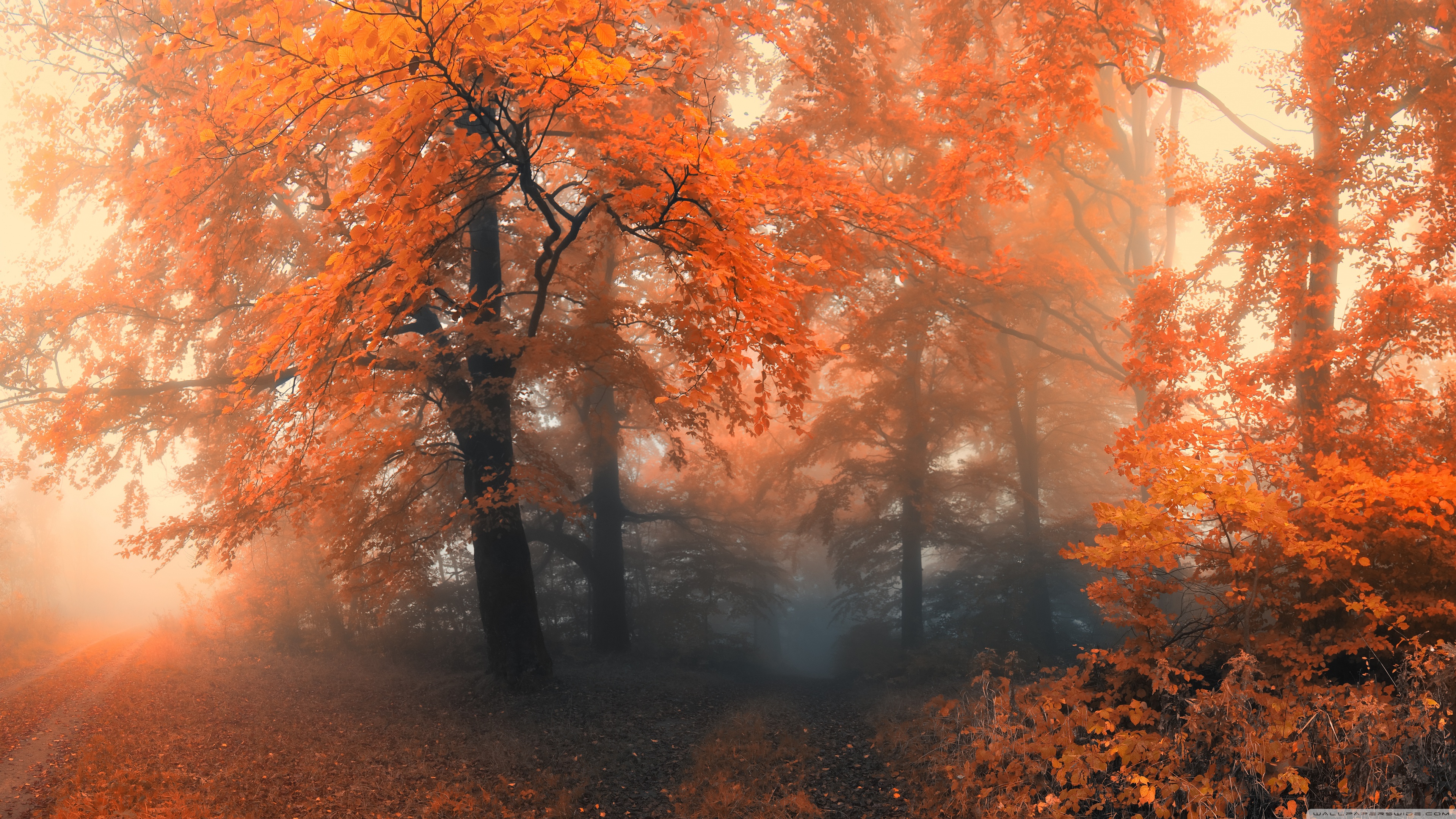 Autumn Ultra HD Desktop Background Wallpaper for: Multi Display, Dual Monitor, Tablet