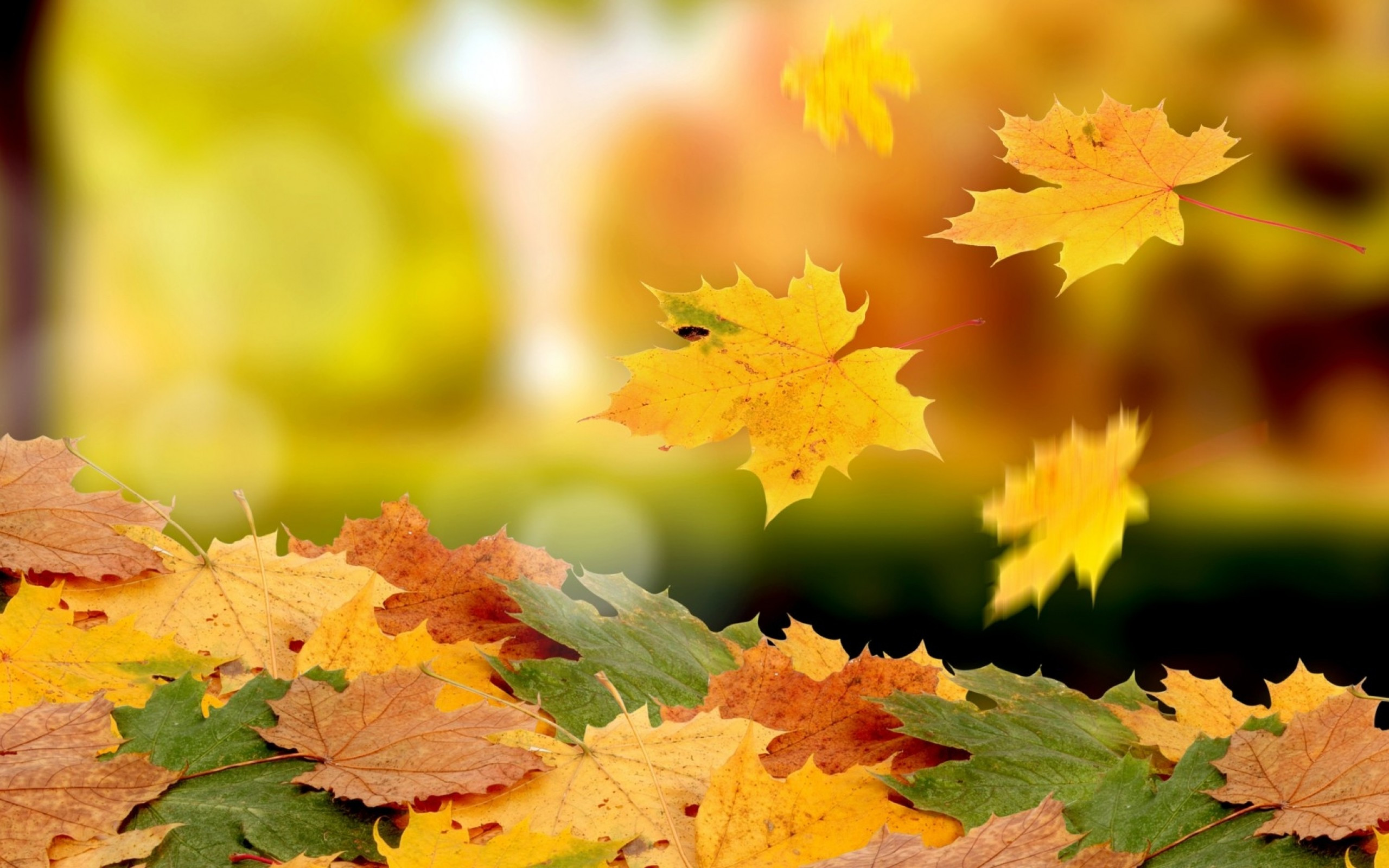 Download 2560x1600 Autumn, Leaves, Fall, Close Up Wallpaper For MacBook Pro 13 Inch