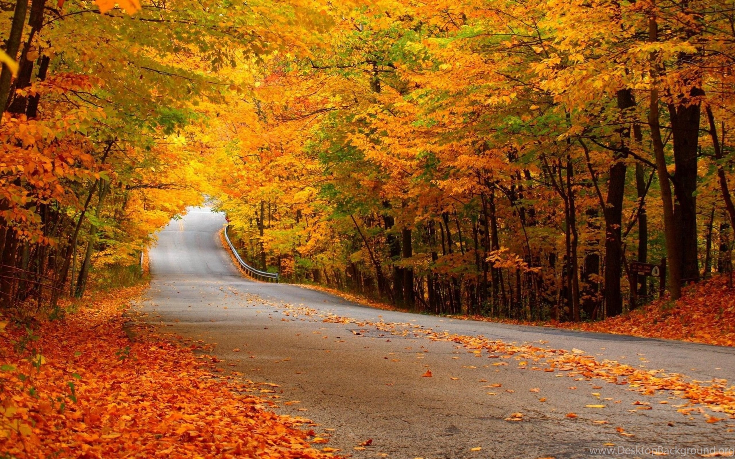 Road Leaves Yellow Autumn Wallpaper Desktop Background
