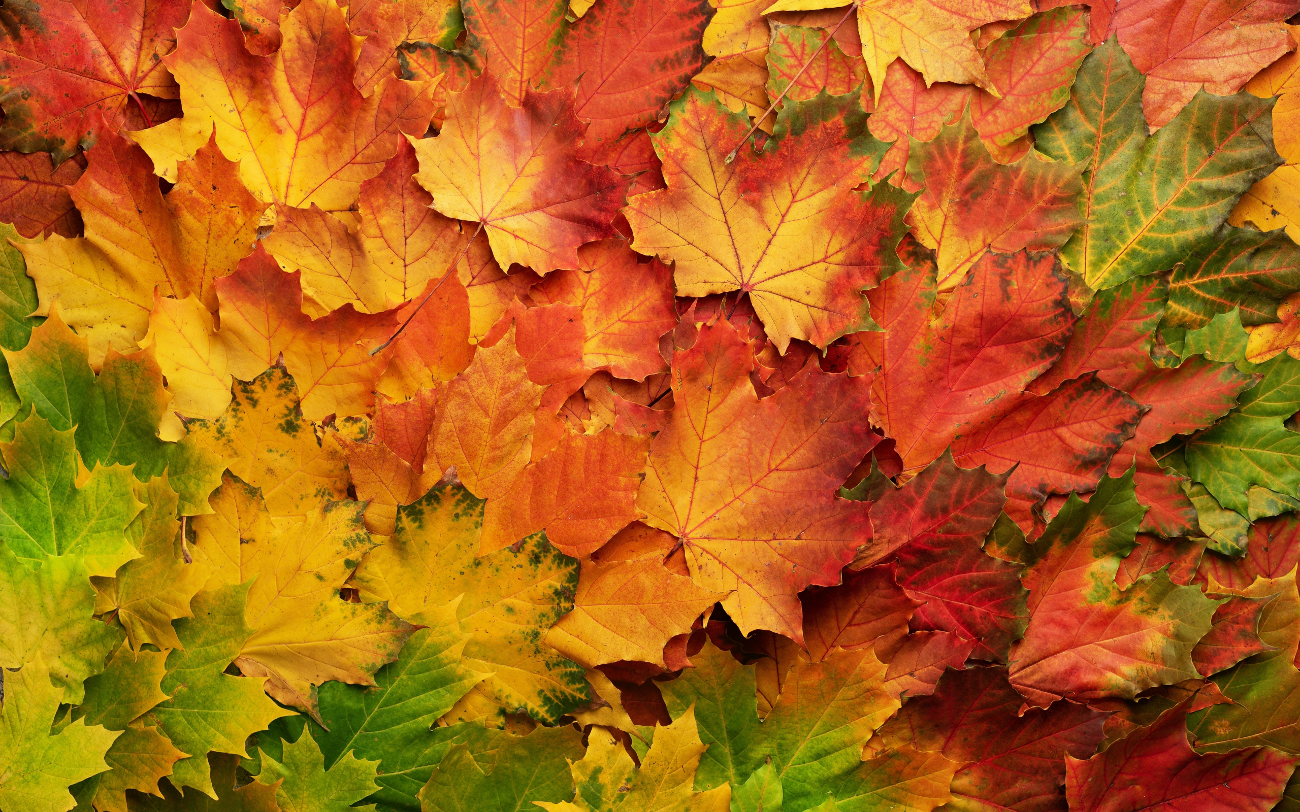 Download 2560x1600 wallpaper autumn, leaf, colored, dual wide, widescreen 16: widescreen, 2560x1600 HD image, background, 24073