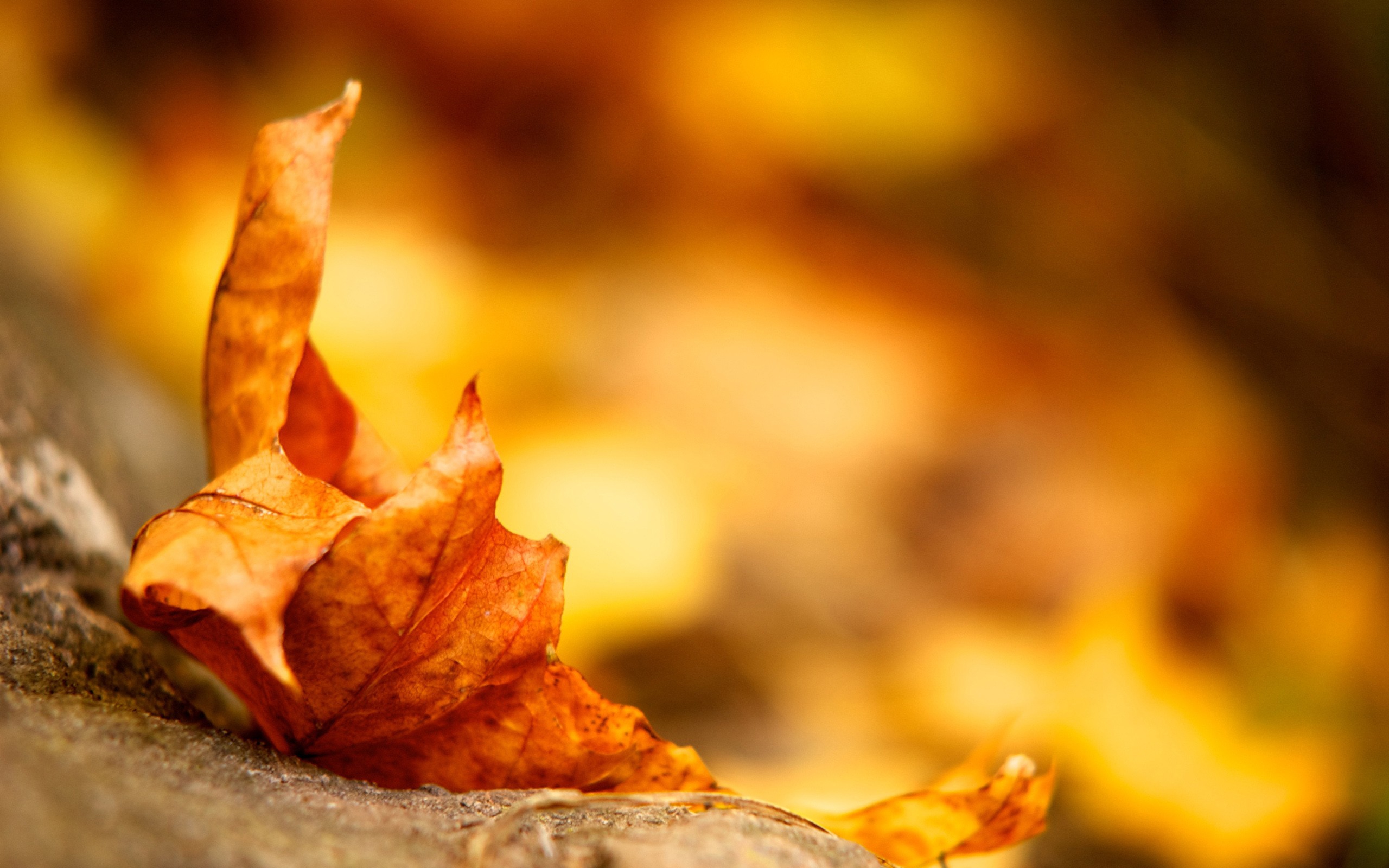 nature autumn leaves seasons 2560x1600 wallpaper