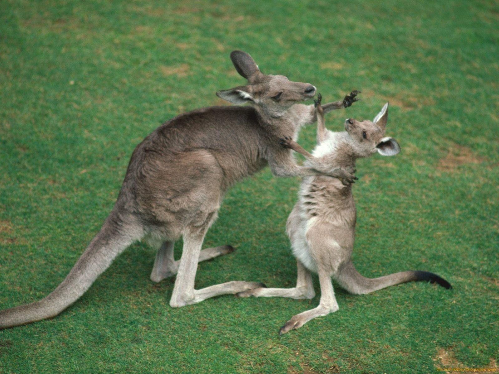 Baby Kangaroo Wallpaper