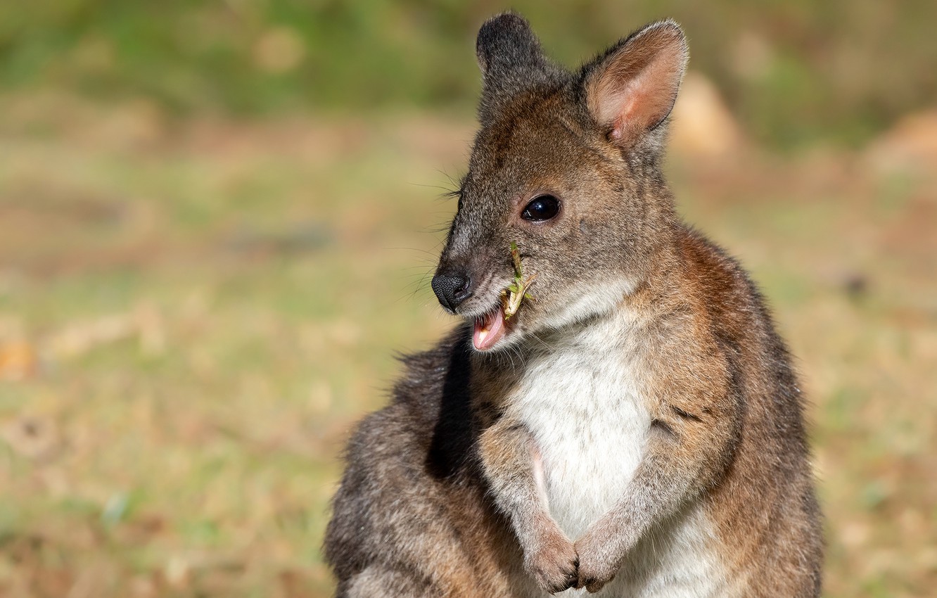 Wallpaper look, light, background, portrait, legs, baby, kangaroo, face, cub, mouth, bokeh, meal, kangaroo image for desktop, section животные