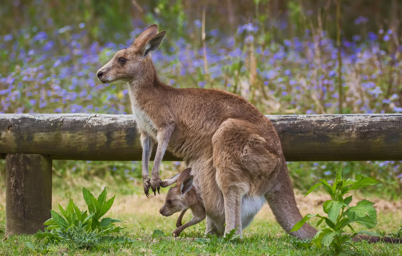 Wallpaper baby, kangaroo, bag, mom image for desktop, section животные