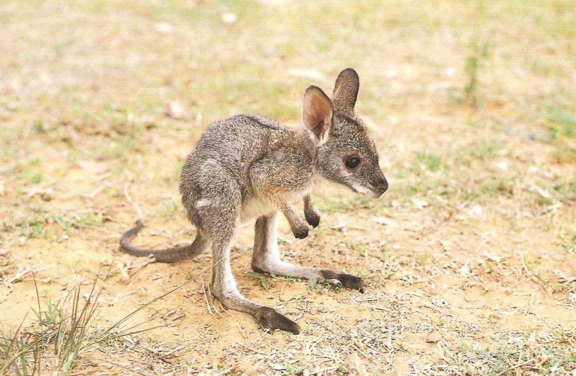 His feet are so big!. Cute animals, Baby animals, Cute baby animals