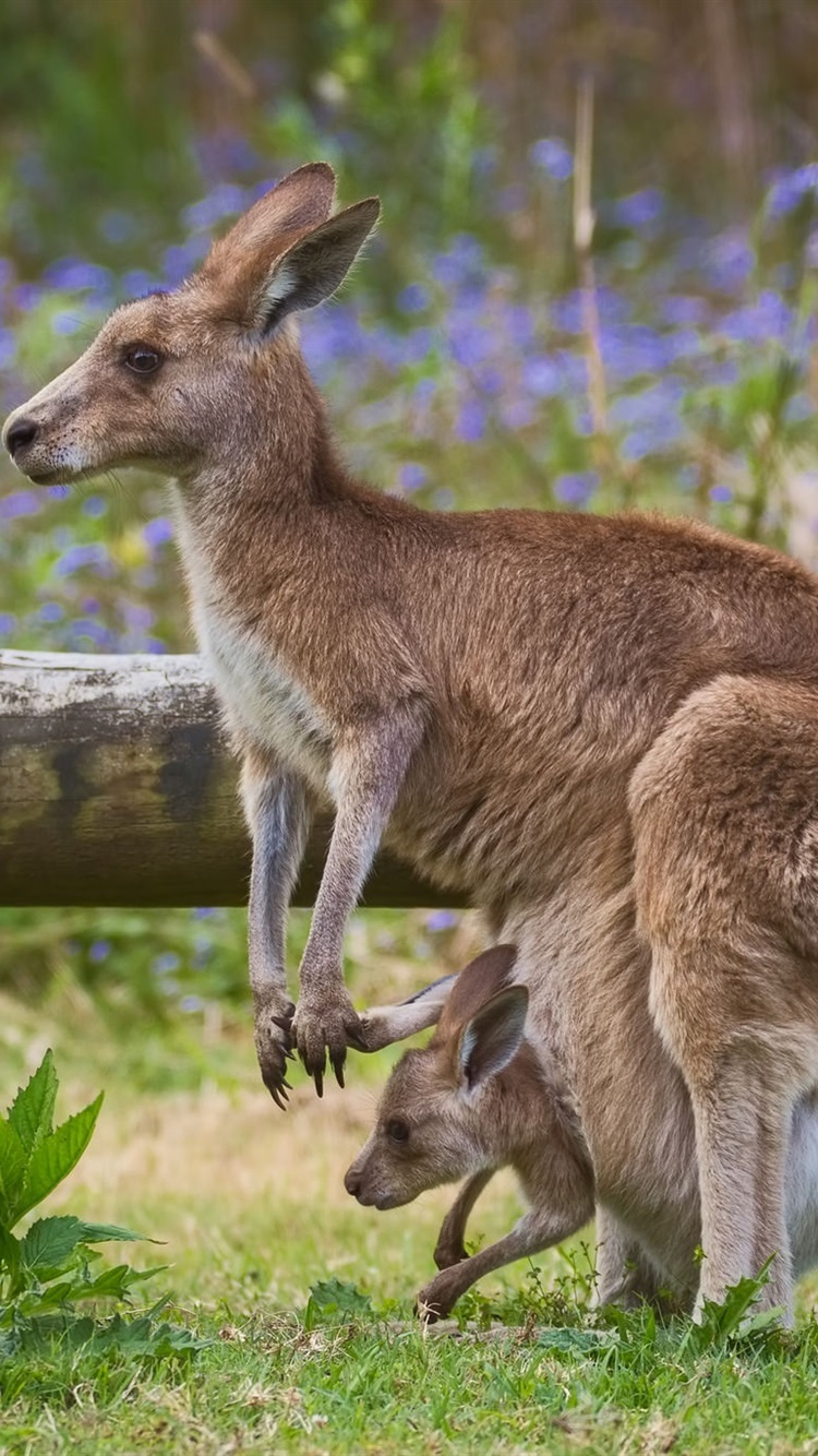 iPhone Wallpaper Kangaroo Mom And Baby, Fence Kangaroo Wallpaper For iPhone