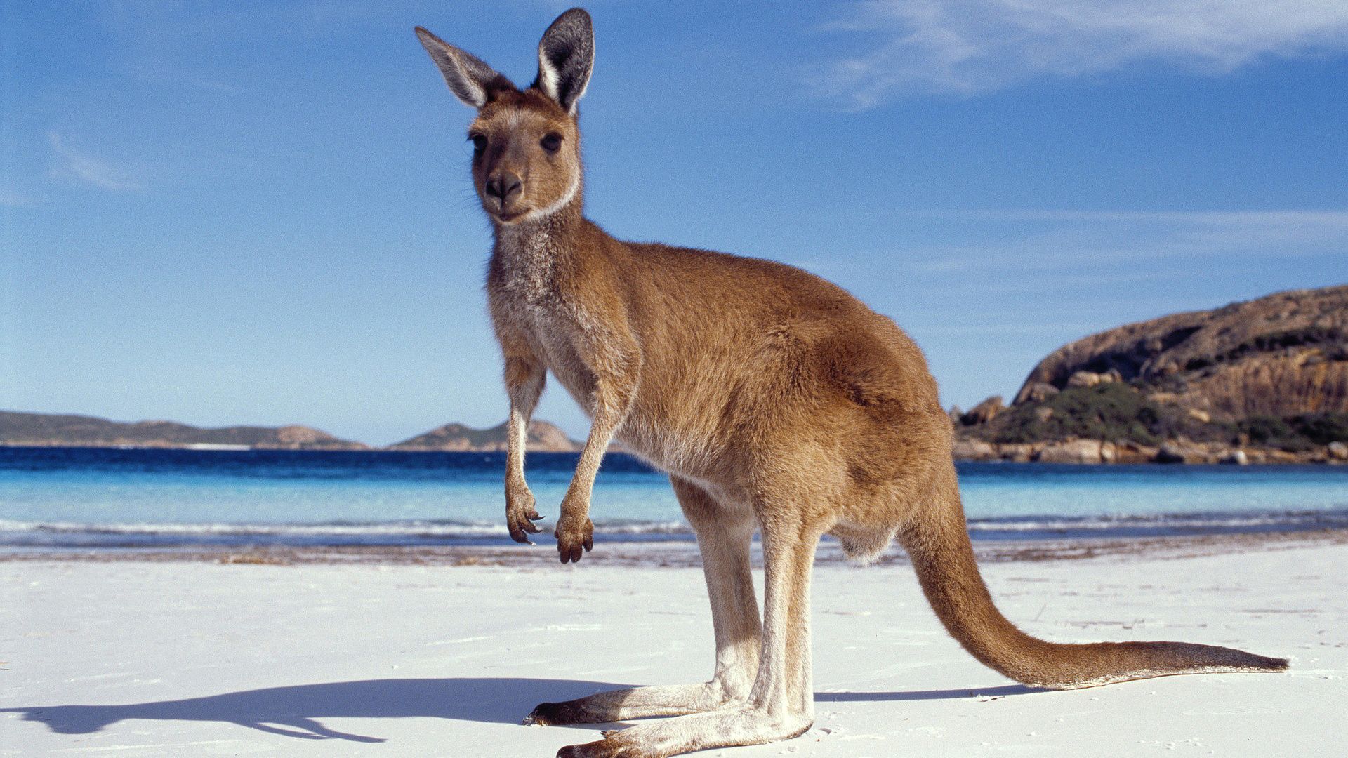 Kangaroo Wallpaper
