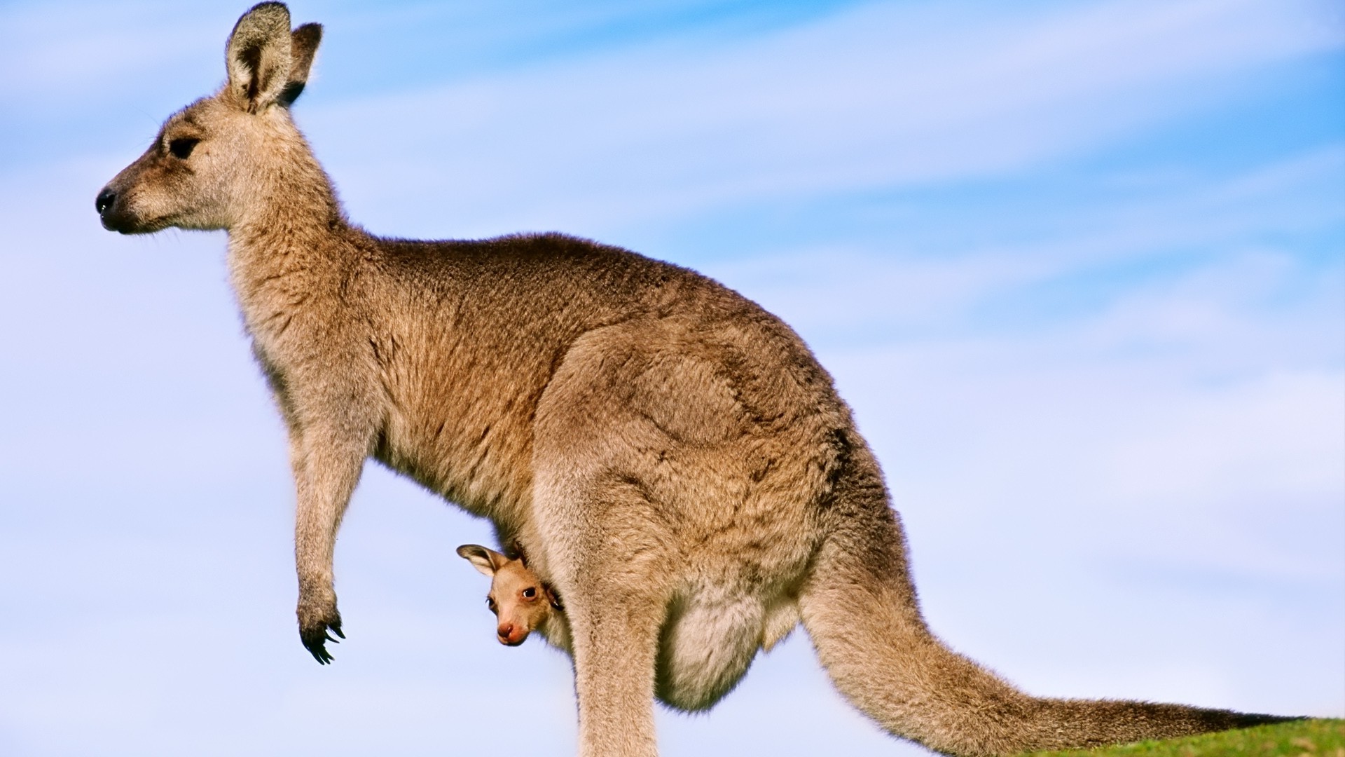 kangaroos, Joey, Animals, Baby Animals Wallpaper HD / Desktop and Mobile Background