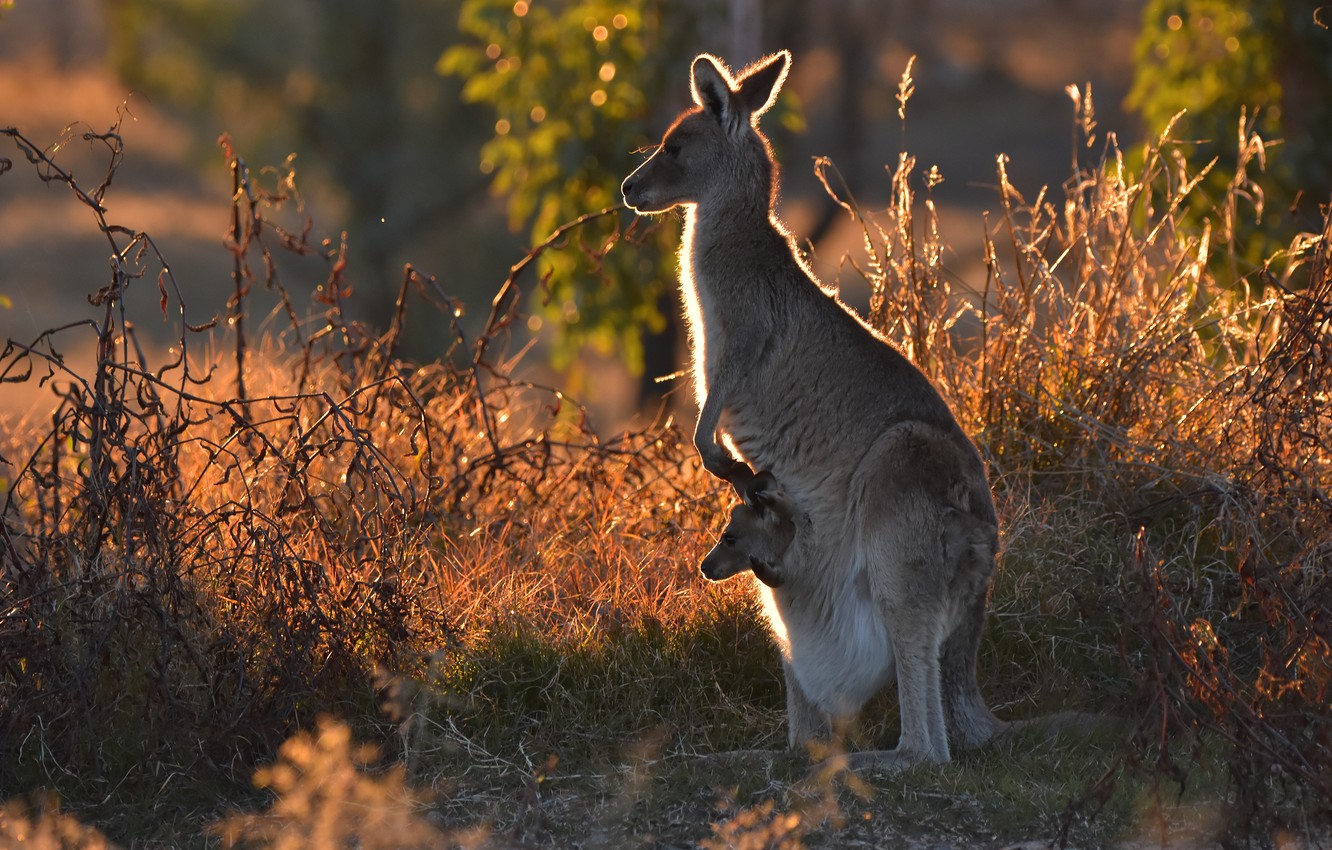 Wallpaper autumn, grass, light, nature, baby, kangaroo, cub, mom, bokeh, kangaroo image for desktop, section животные