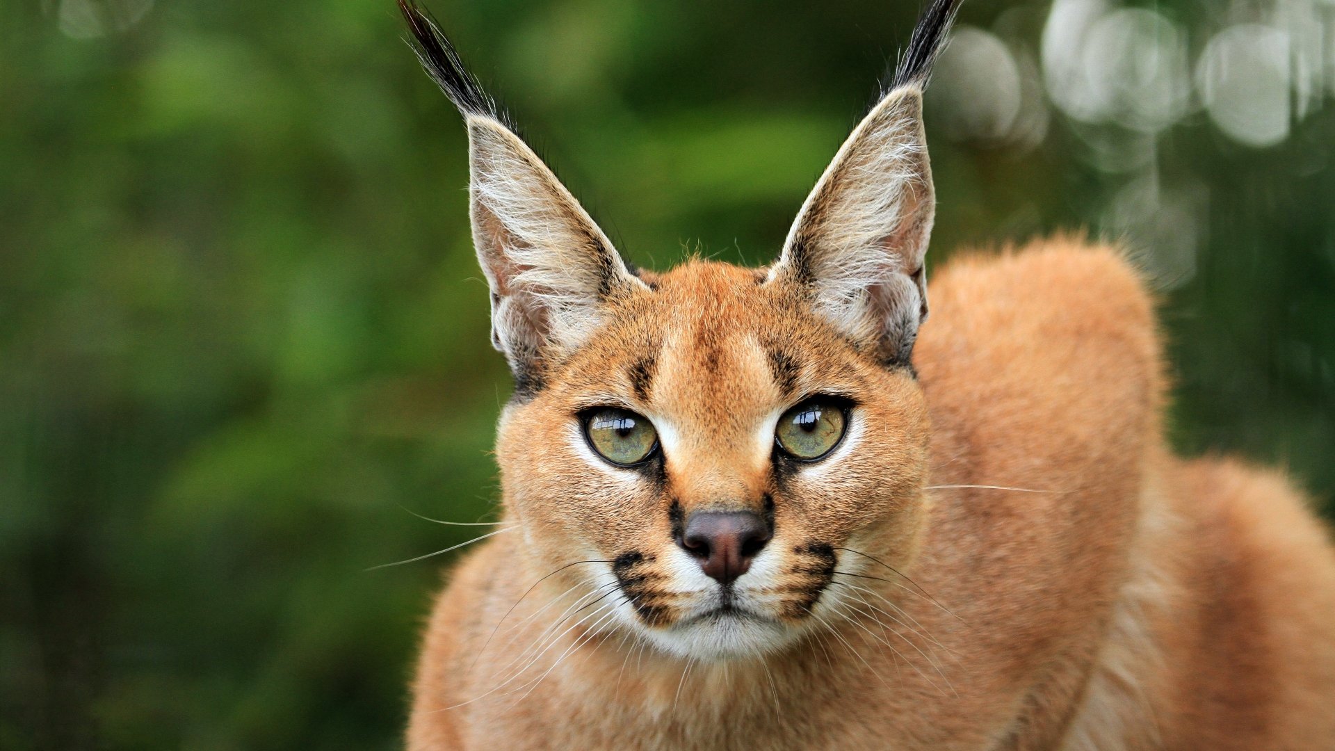 4K Ultra HD Caracal Wallpaper and Background Image