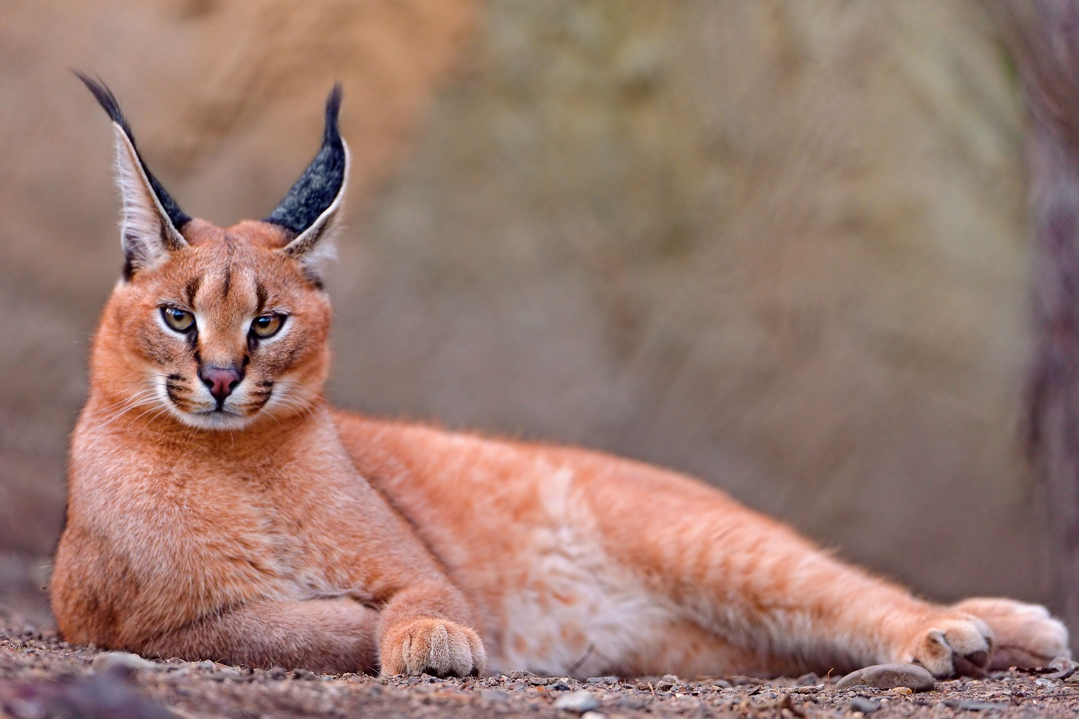 Caracal Cat HD Wallpaper