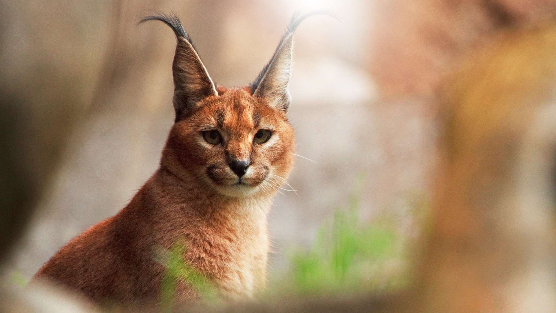 Caracal Cat HD Wallpaper