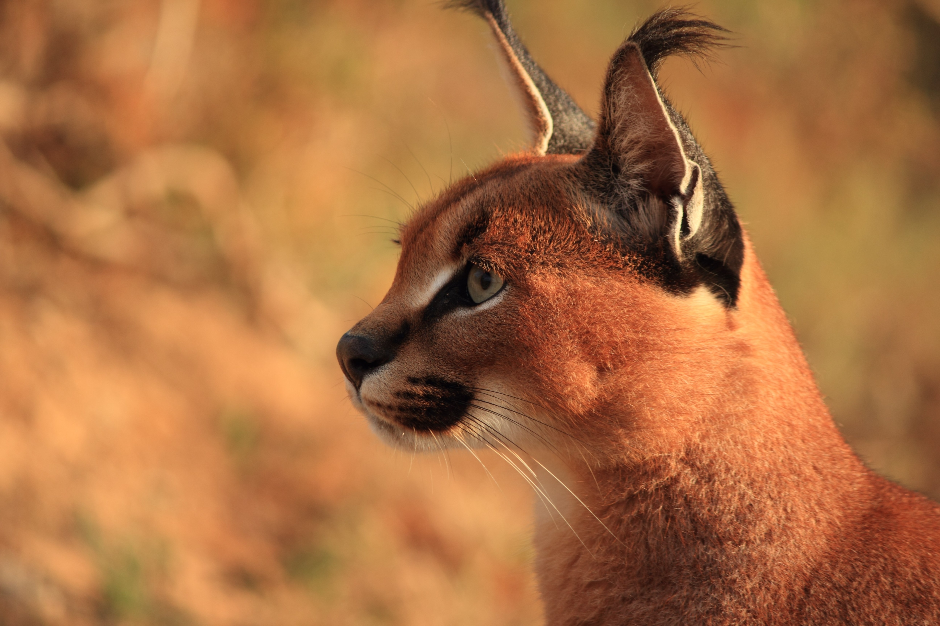 3840x2560 caracal 4k background image HD. Mocah HD Wallpaper