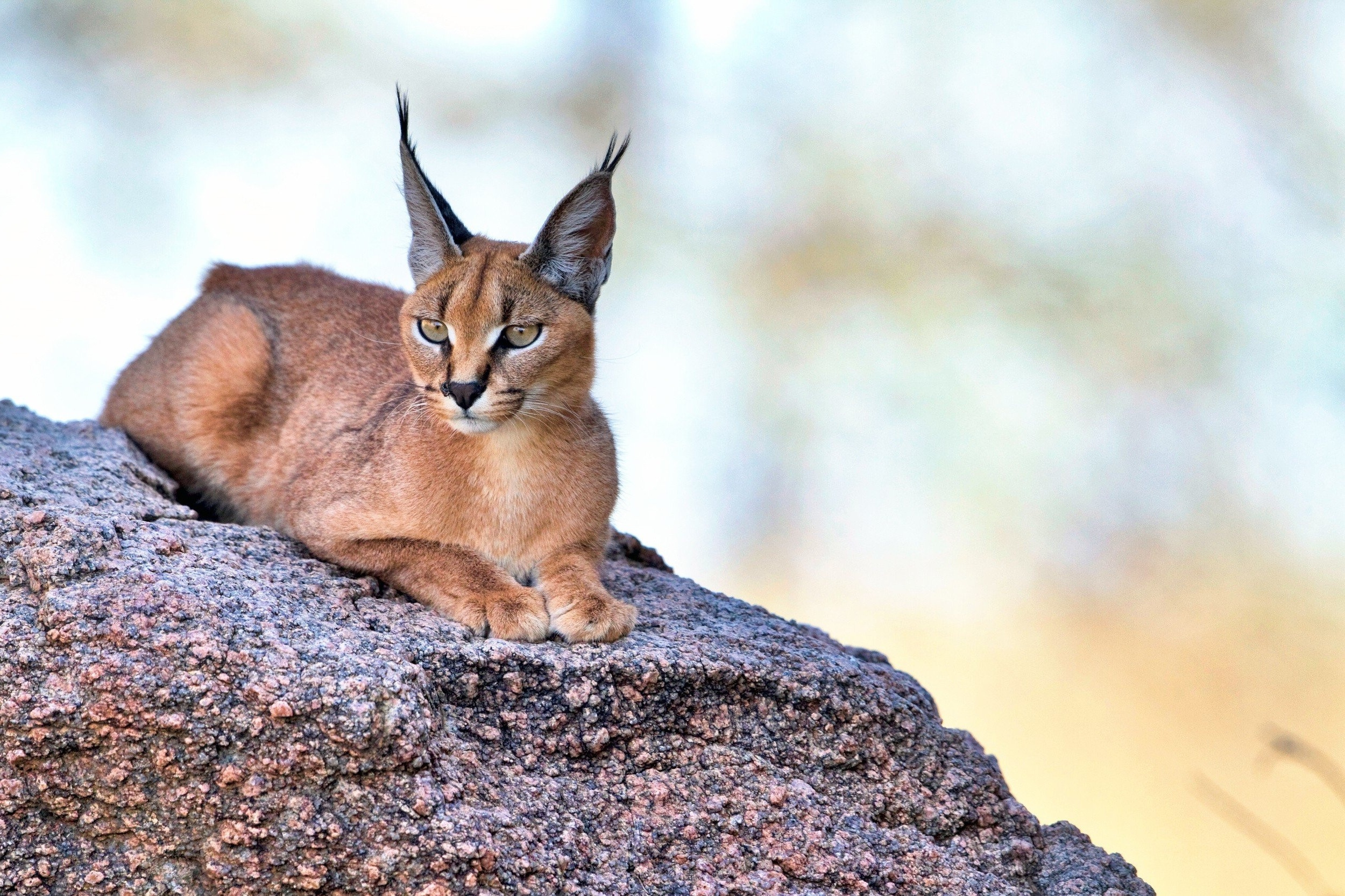 Wallpaper Cats, Caracal, Long Earred Cat, Rock, Sitting:2500x1667