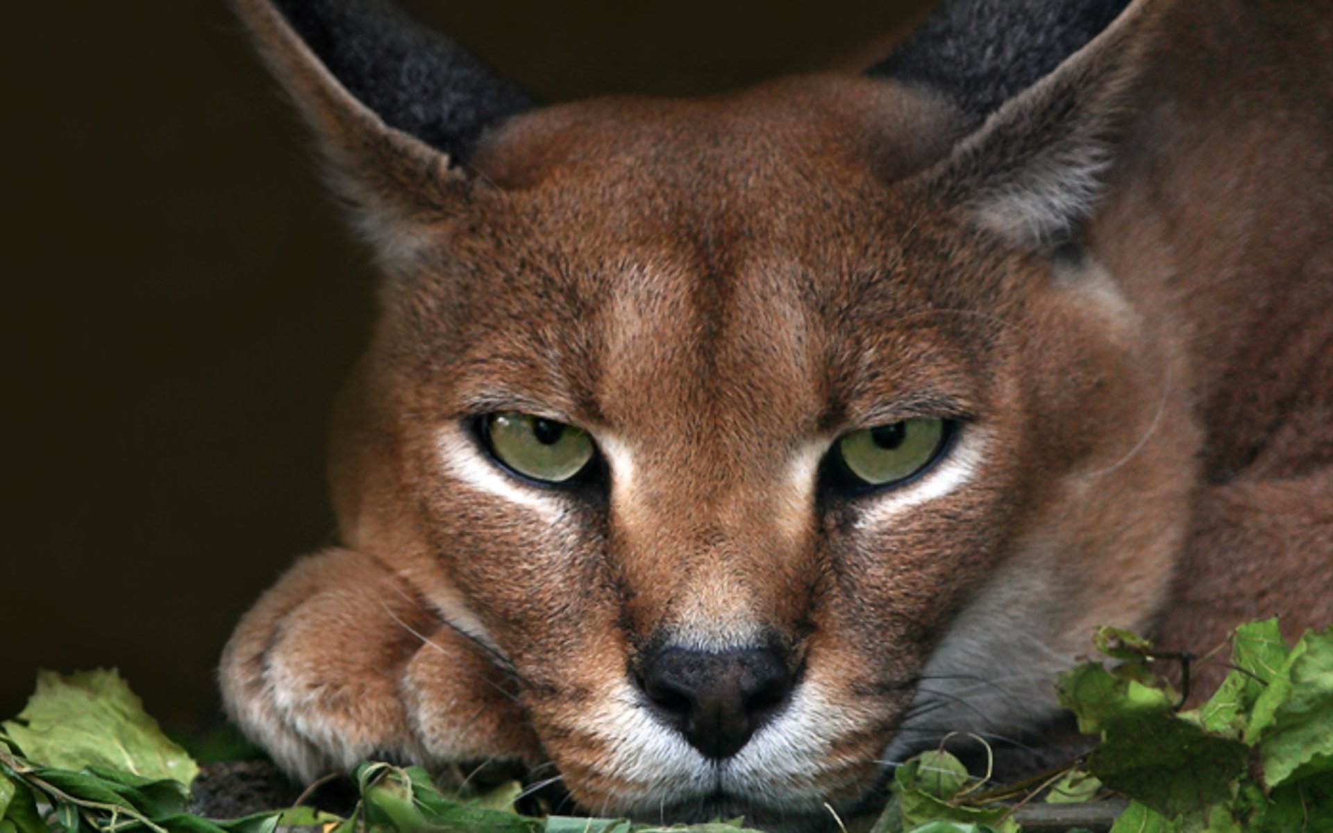 Caracal Close Up HD Wallpaper