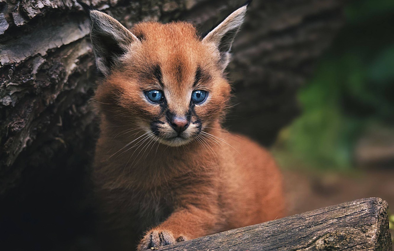 Wallpaper cub, kitty, wild cat, Caracal image for desktop, section кошки