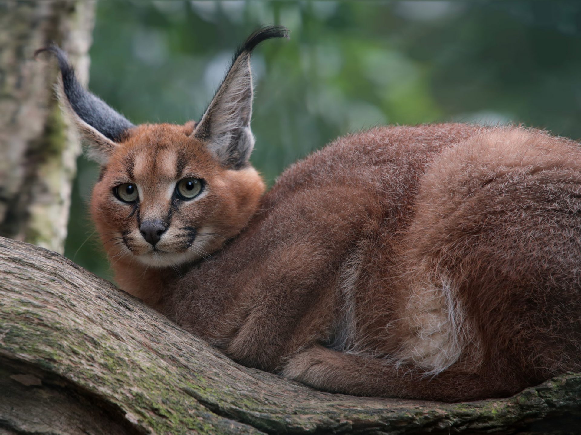 Caracal caracal Caracal, English Pronunciation K Aer ə K æ L Is A Medium Sized Wild Cat That Lives In Africa, The Middle East, Persia And The Indian Subcontinent, Wallpaper13.com