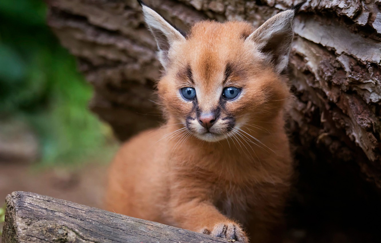 Wallpaper cat, look, pose, background, tree, portrait, baby, bark, kitty, lynx, face, cub, wild cat, Caracal, a small lynx, steppe lynx image for desktop, section кошки