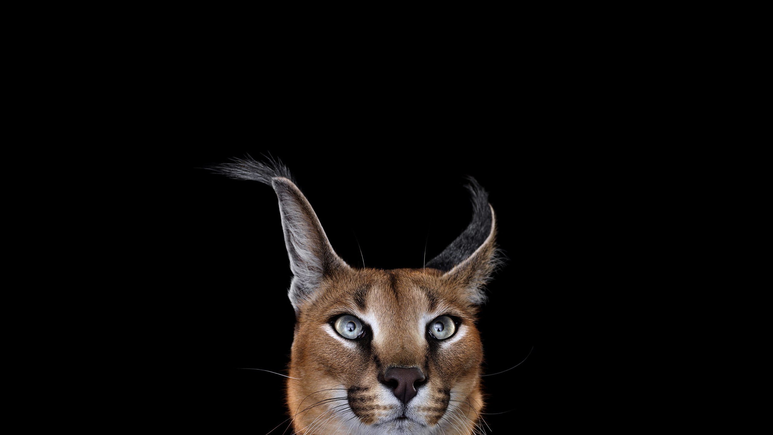 photography mammals cat simple background caracal Wallpaper HD / Desktop and Mobile Background