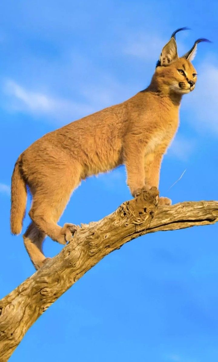Caracals have 20 muscles in each Ear unlike humans who have 6 muscles. Cute animals, Pet birds, Animals wild