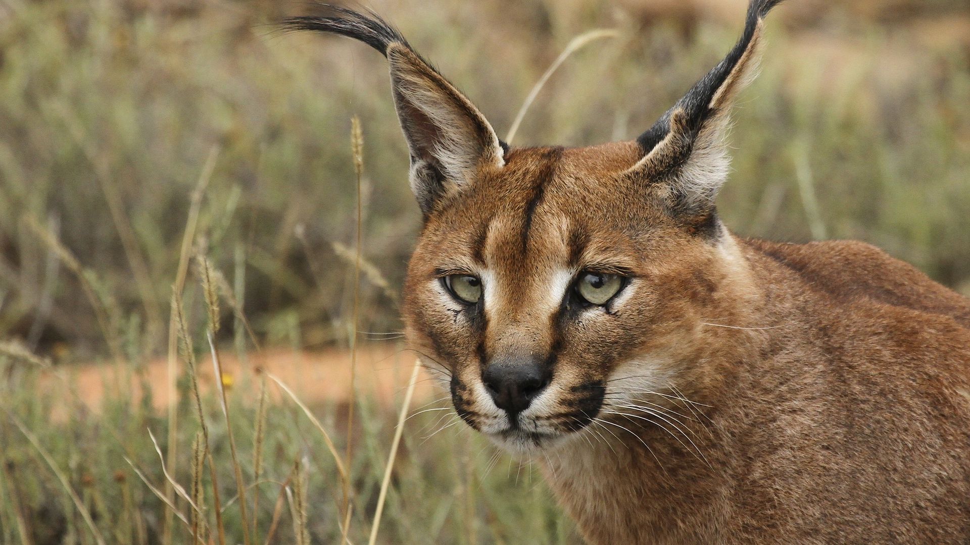 Download wallpaper 1920x1080 caracal, eyes, face, wild cat full hd, hdtv, fhd, 1080p HD background