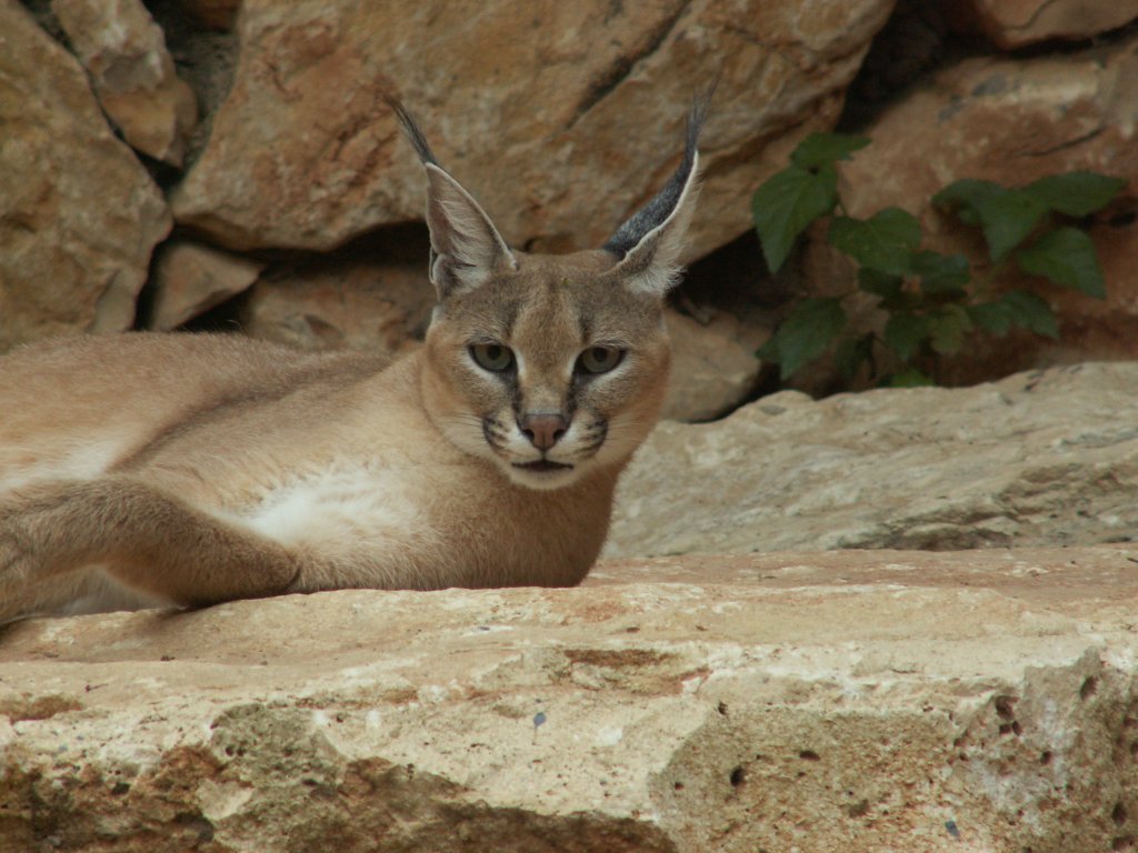 My Wallpaper Corner: Caracal Wild Cat Wallpaper