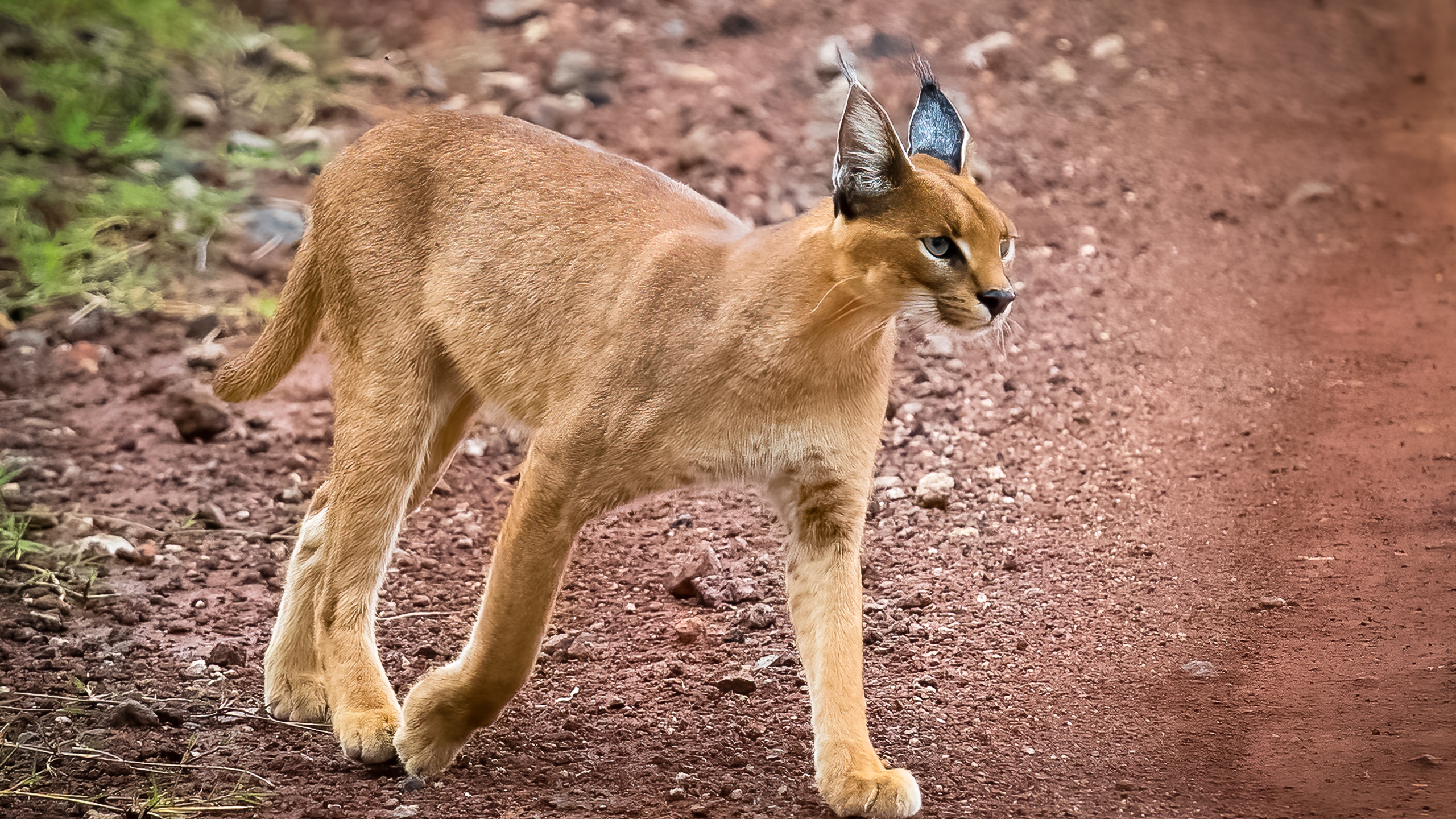 Caracal cat owner ticketed, ordered to find them new home