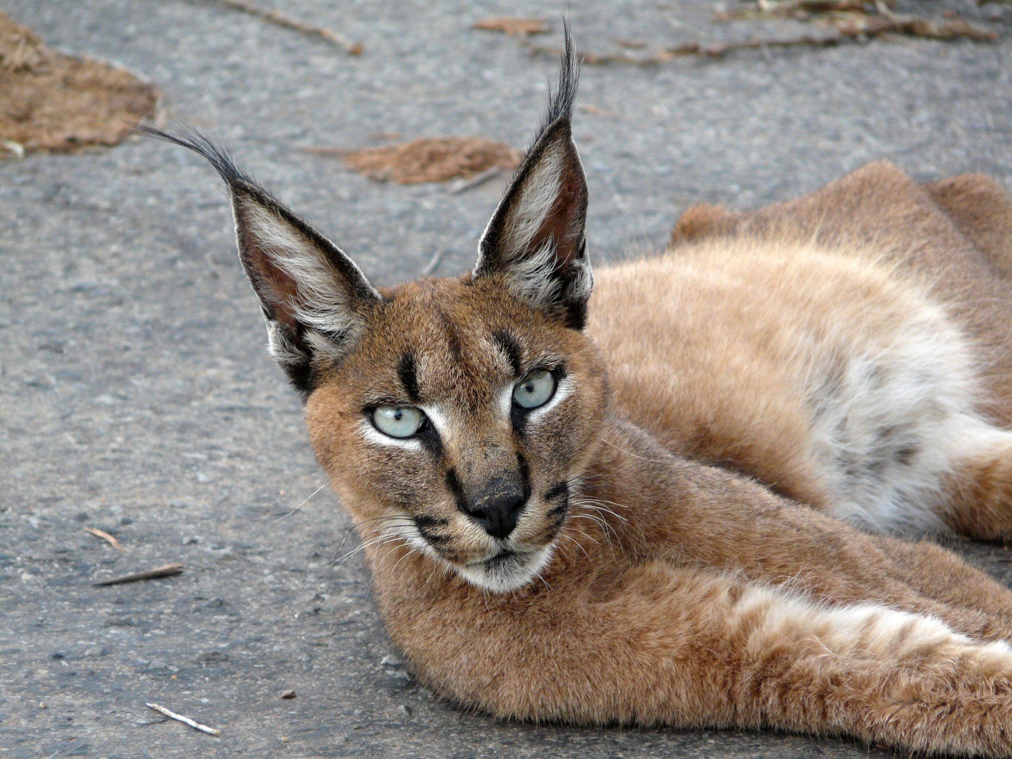 Call Of The Caracal