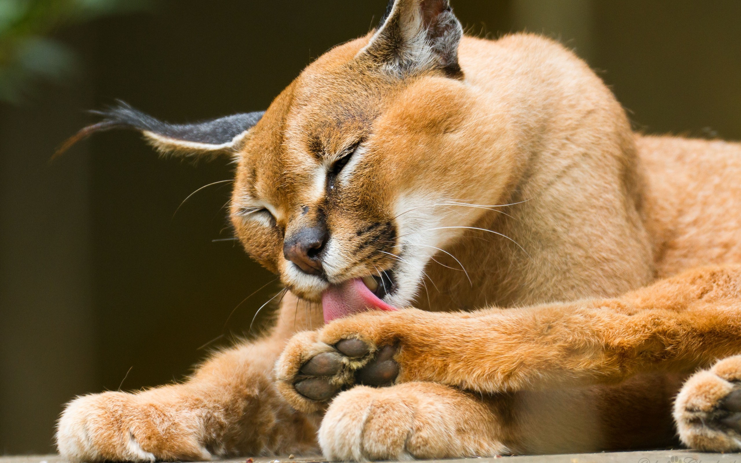 Caracal Cat HD Wallpaper