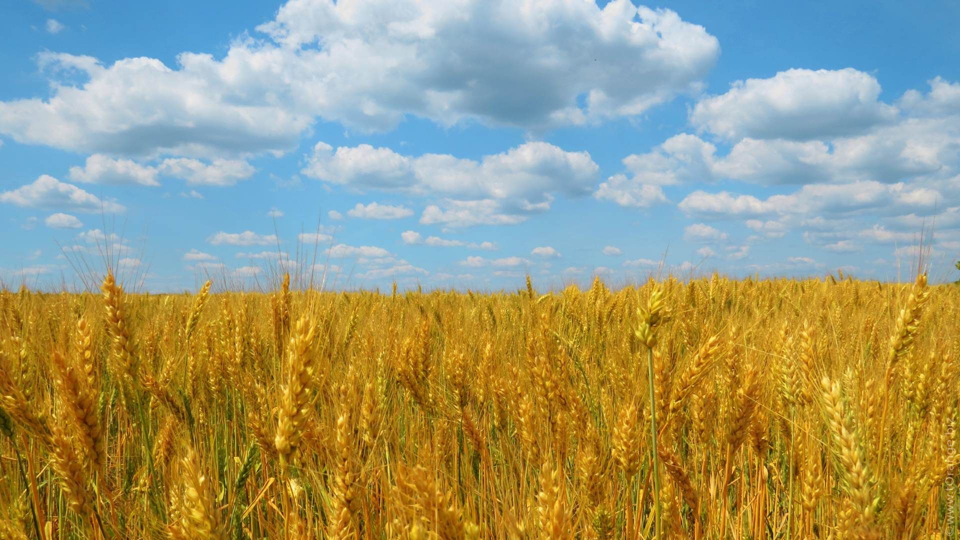 Ukraine Desktop Wallpaper