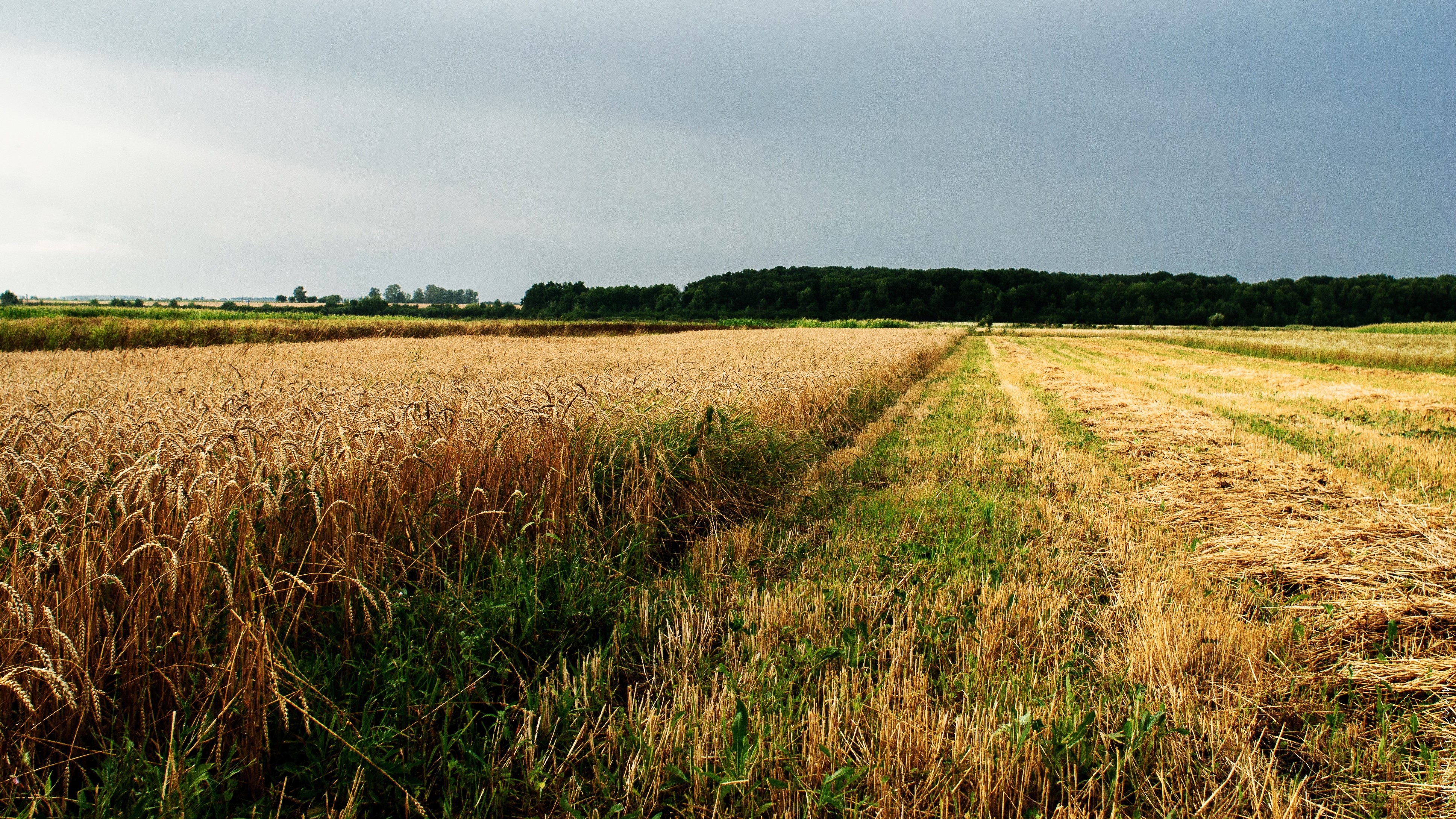 Field, Agriculture, Ukraine wallpaper