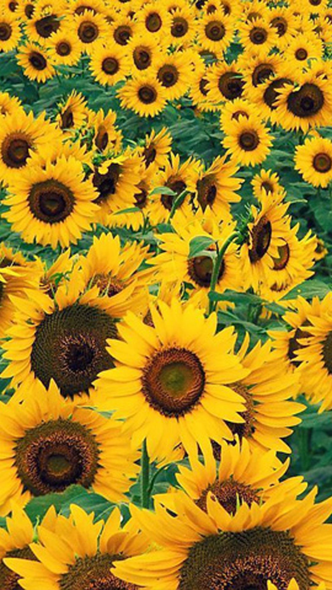İphone Sunflower Wallpaper