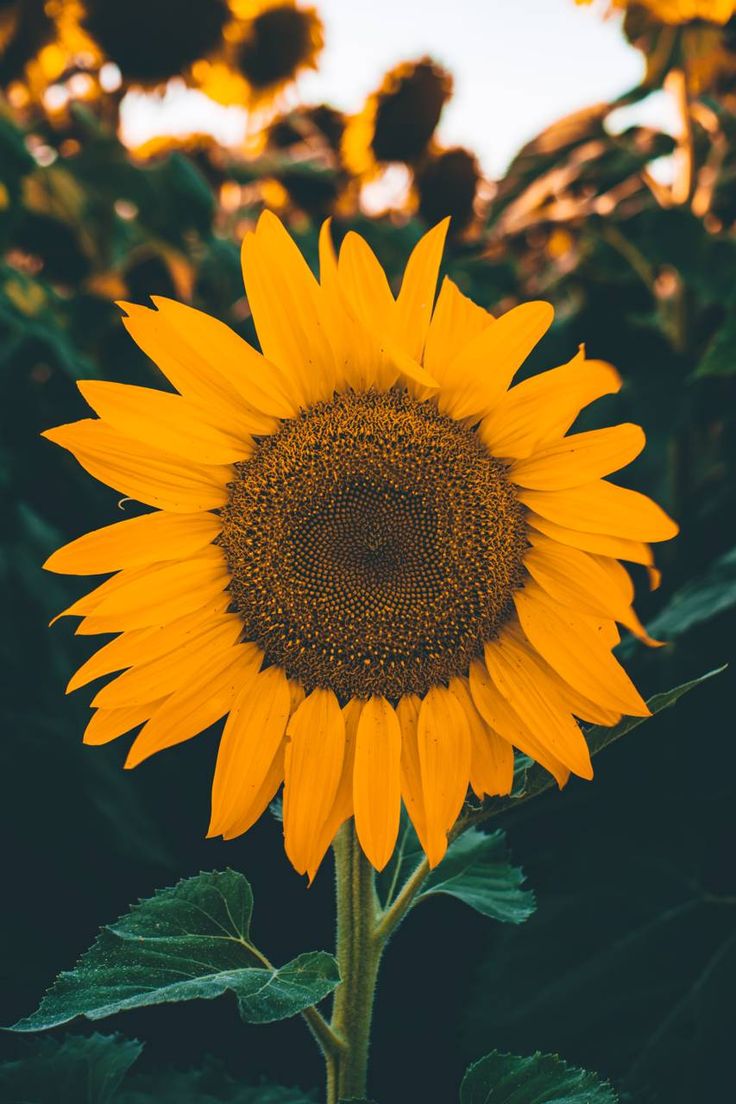 Download Sunflower Wallpaper by Xerishya now. Browse millions of popular. Sunflower wallpaper, Wallpaper background, Sunflower photography