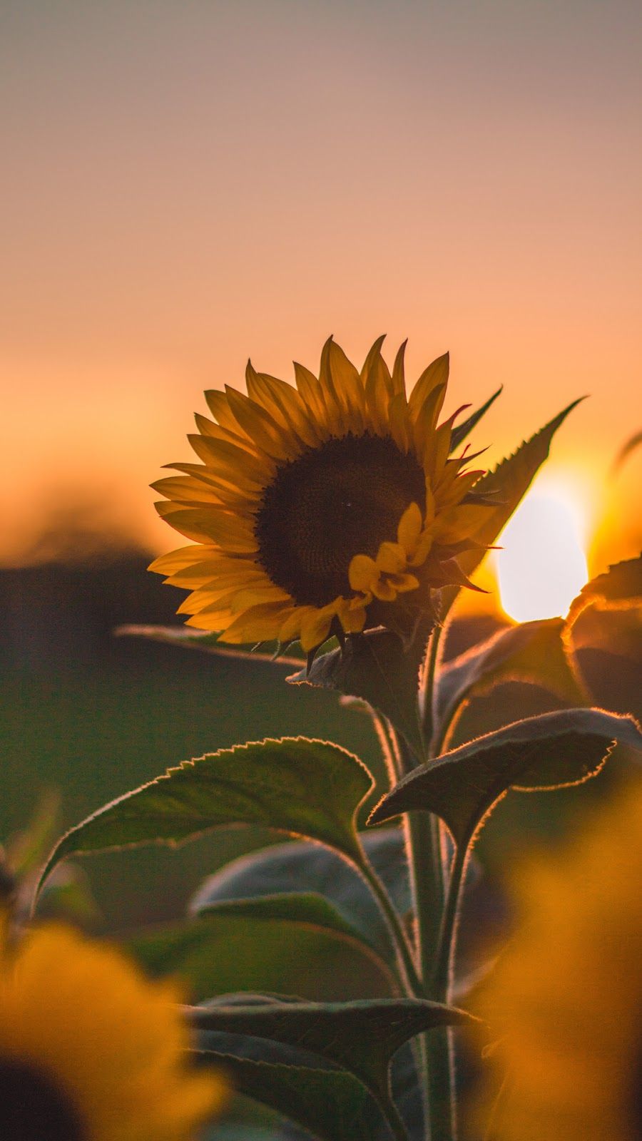 Healing The Soul In The Age Of The Brain: Why Medication Isn't Enough. Sunflower picture, Sunflower image, Sunflower wallpaper