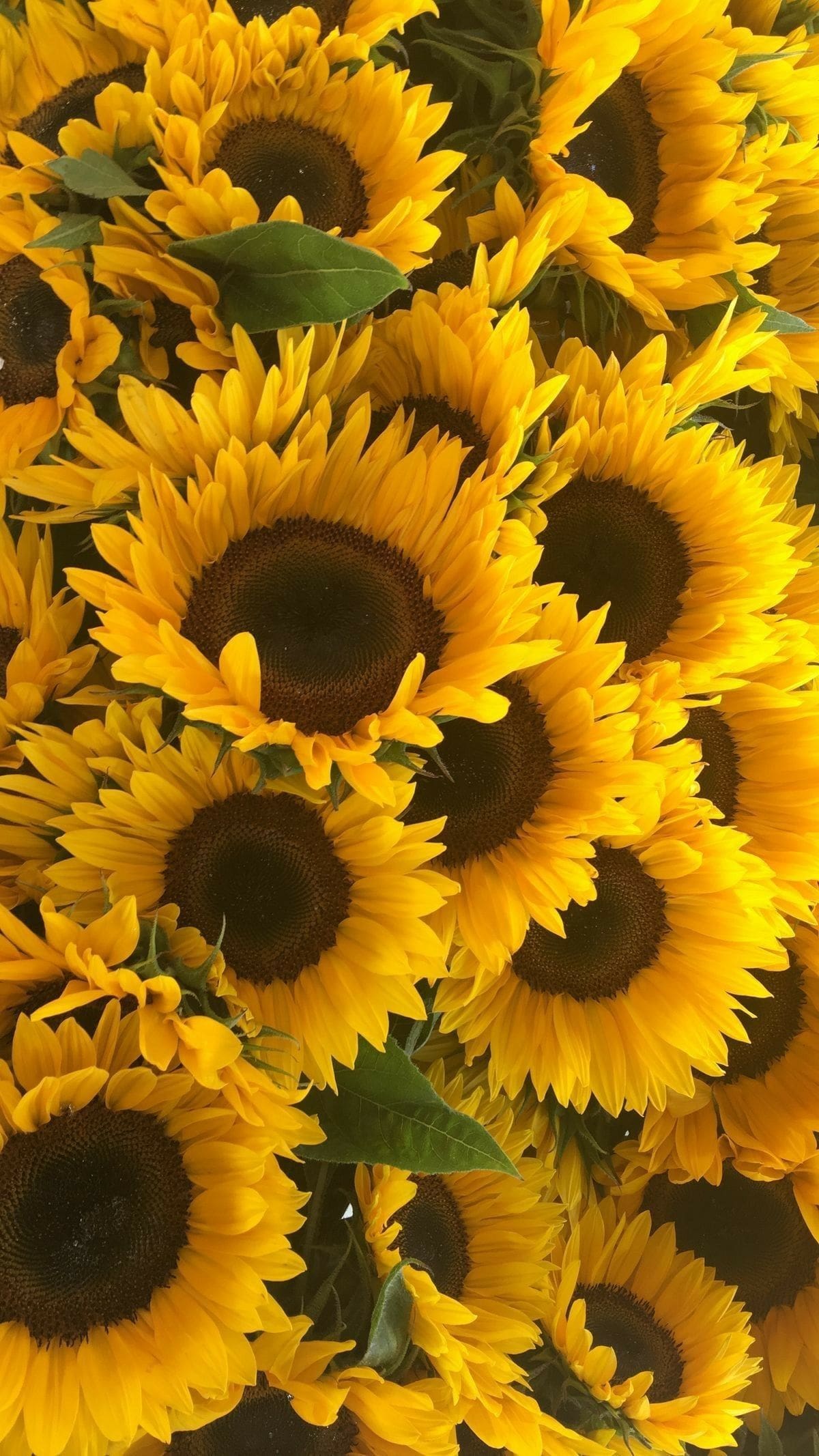 Sunflower Wallpaper