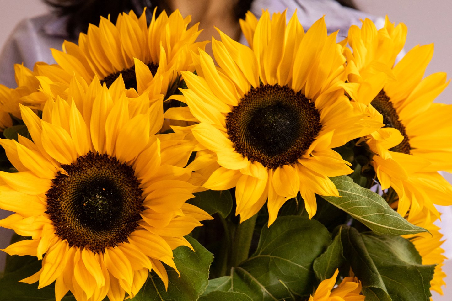 The most cheerful sunflower wallpaper for your phone