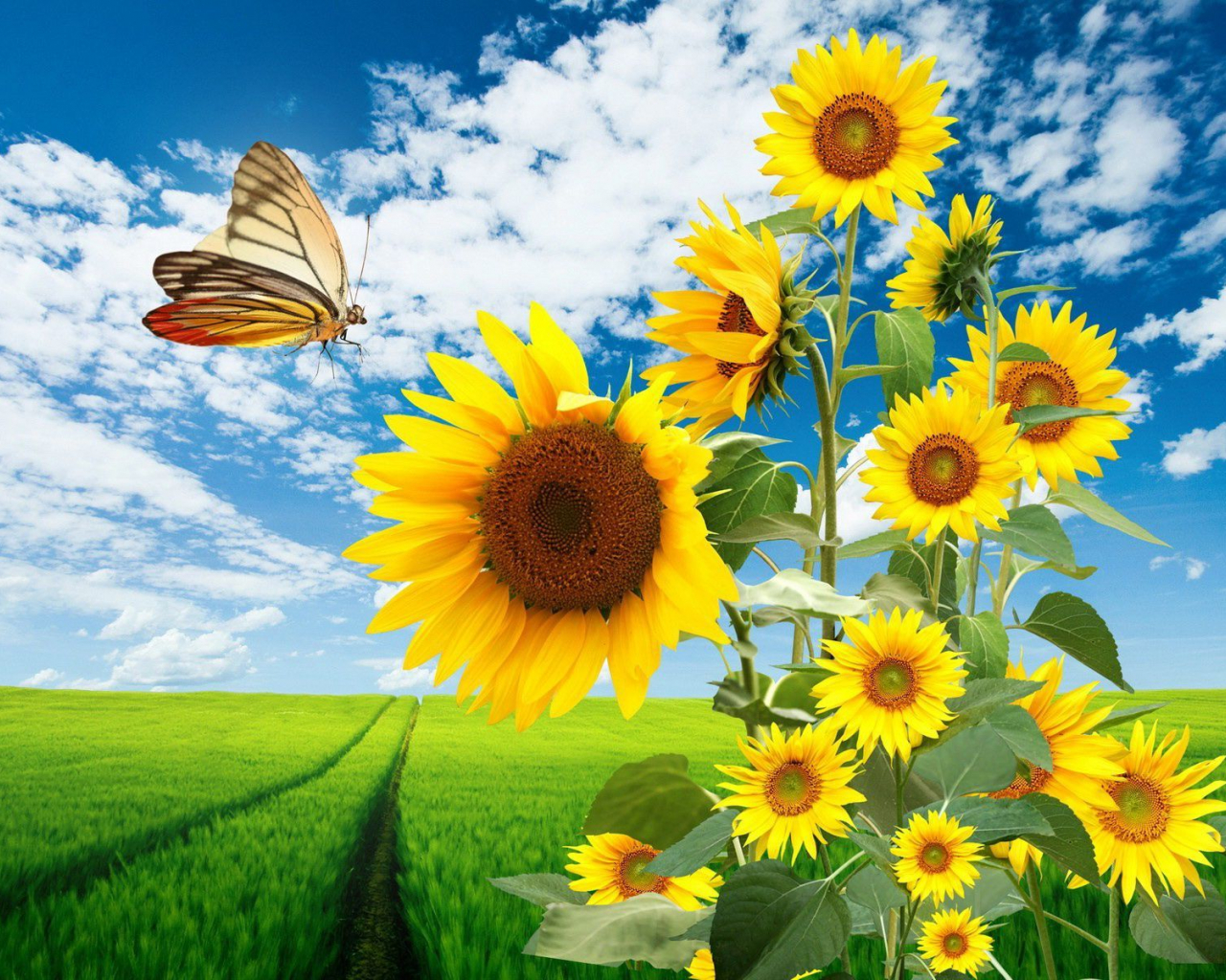 Free download Sunflower wallpaper 20753 [1920x1200] for your Desktop, Mobile & Tablet. Explore Sunflower Wallpaper. Sunflower Wallpaper for Computer, Sunflower Wallpaper Border