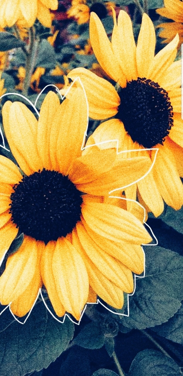 Sunflowers Wallpaper