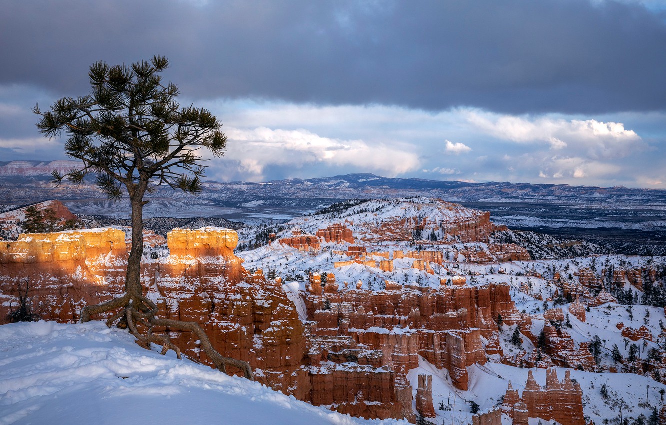 Wallpaper winter, snow, tree, Utah, Bryce Canyon, Utah, Bryce Canyon National Park, National Park Bryce Canyon image for desktop, section пейзажи