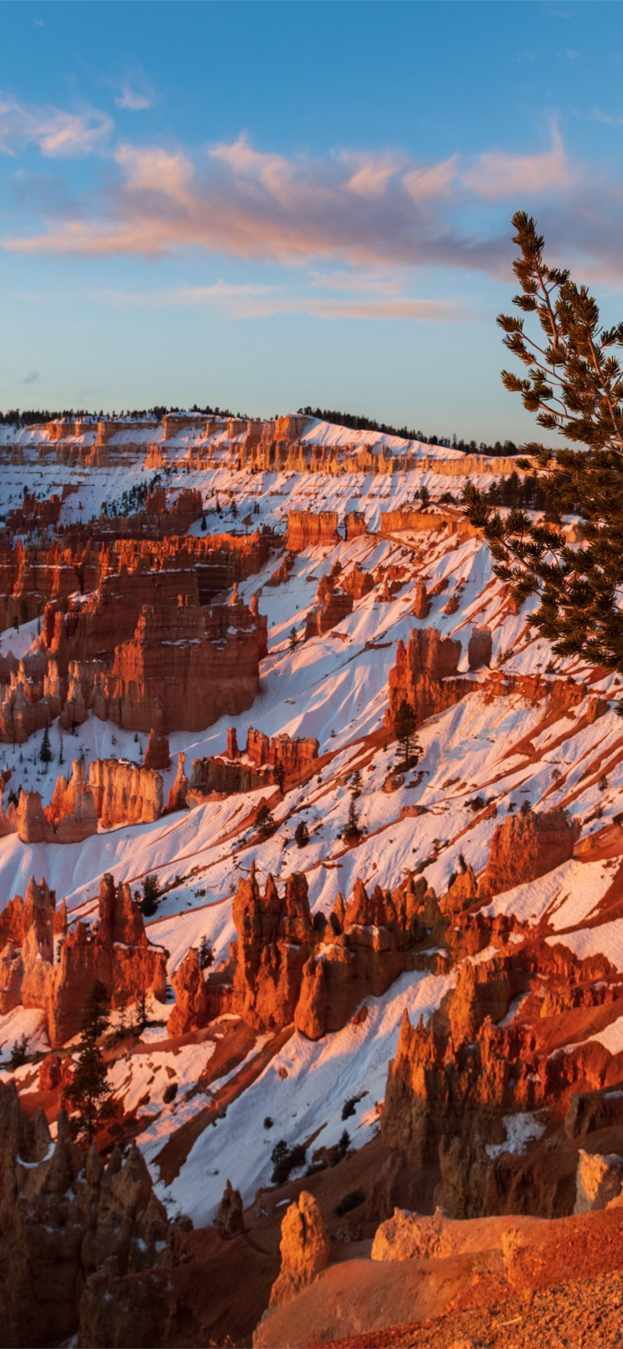 ancient bristlecone pine over bryce canyon 8k iPhone 11 Wallpaper Free Download