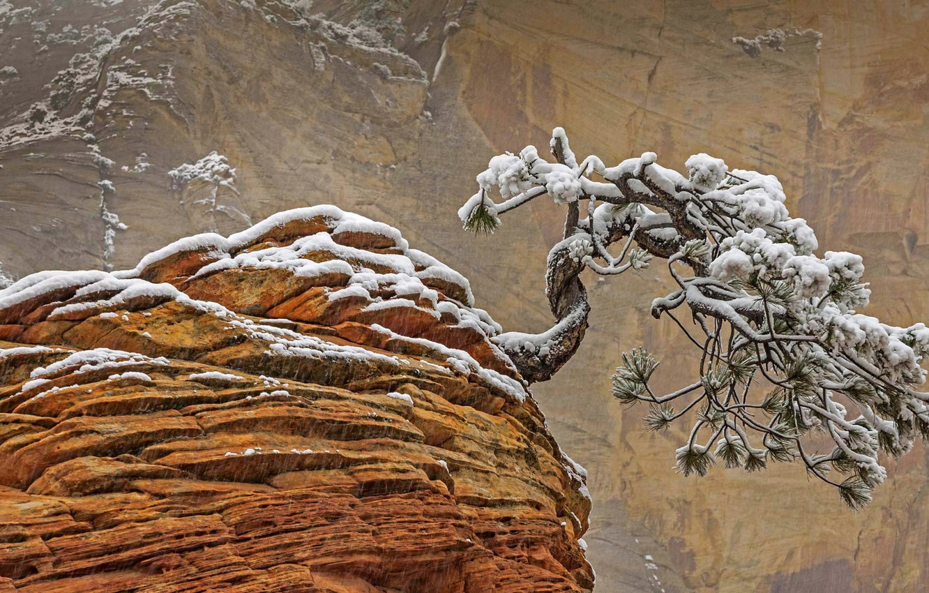 Wallpaper snow, rock, tree, Utah, USA, Zion national Park image for desktop, section природа