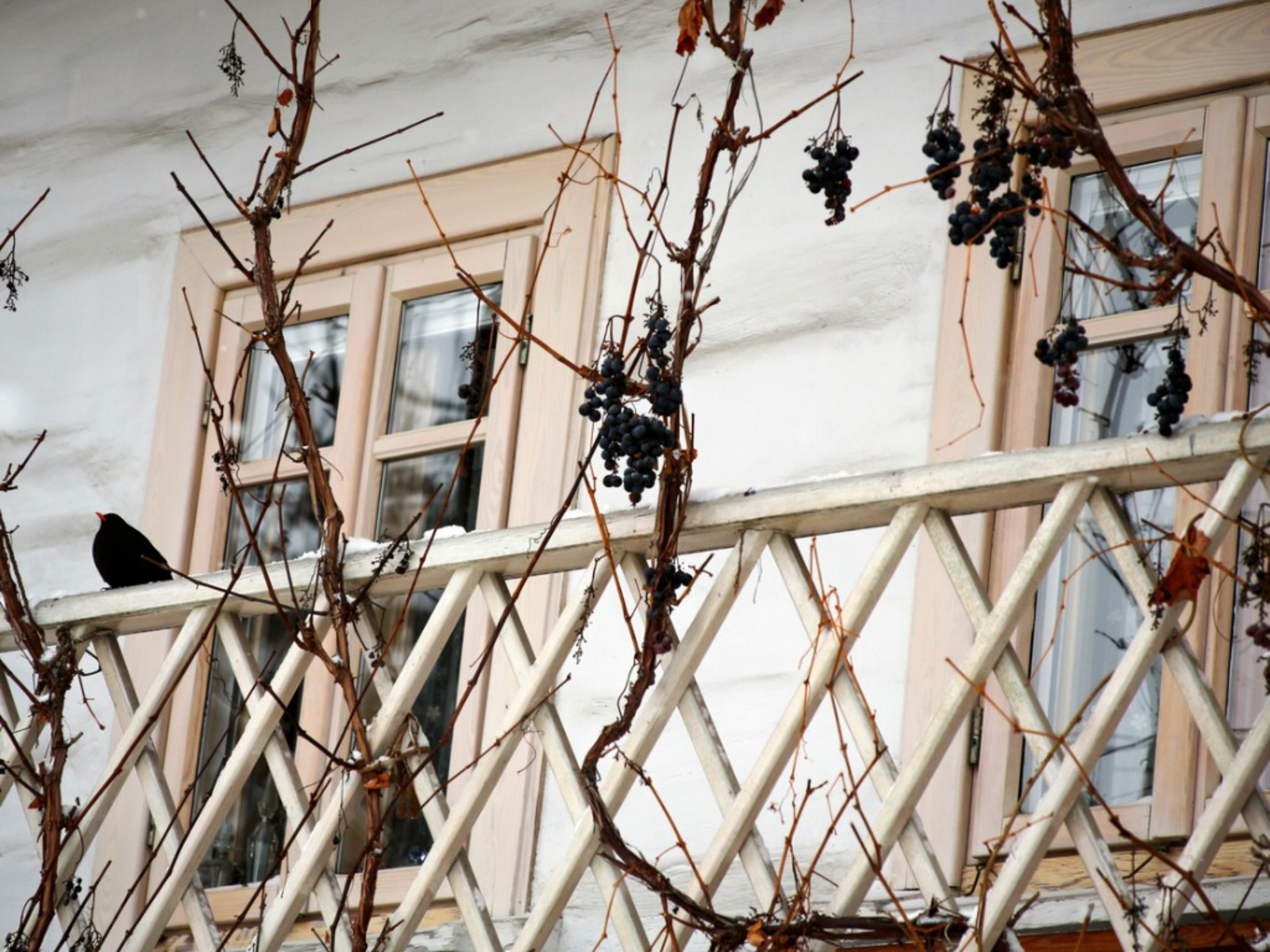 Balcony Gardening In Winter Winter Care For Plants