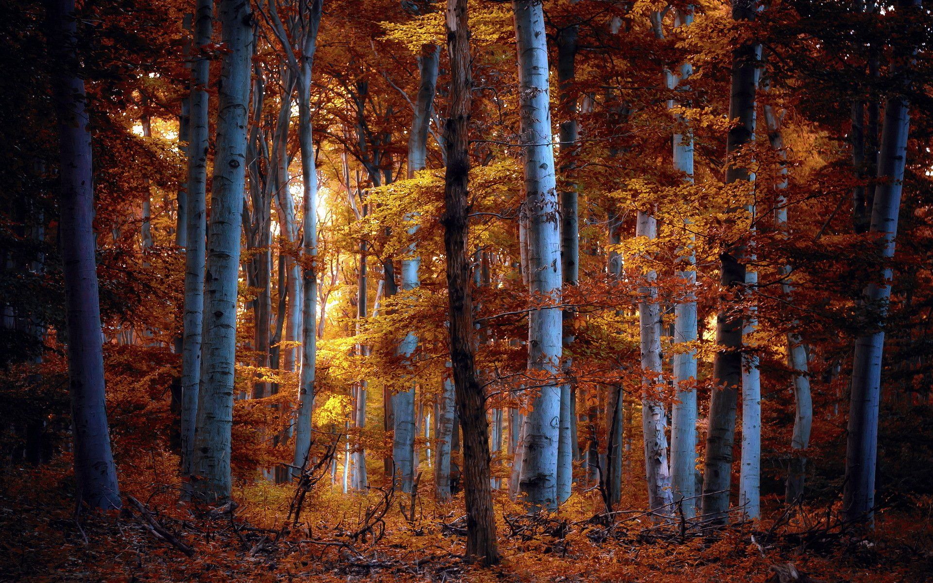 Fall Forest Night Wallpaper Free Fall Forest Night Background