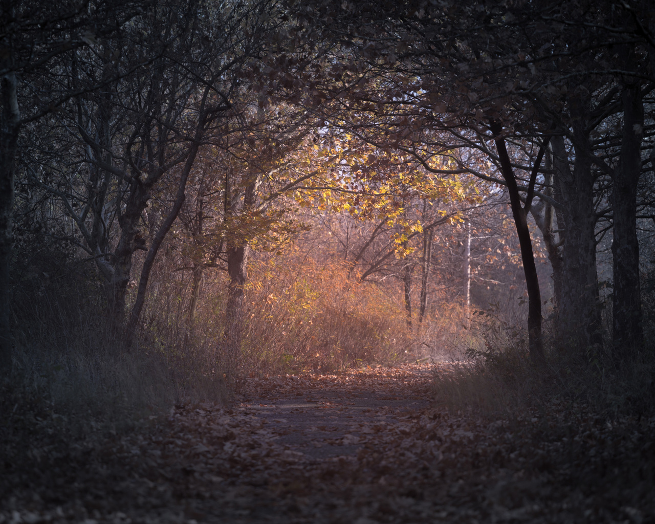 Trees Branch Pathway Dark Autumn Forest Backlit 1280x1024 Resolution HD 4k Wallpaper, Image, Background, Photo and Picture