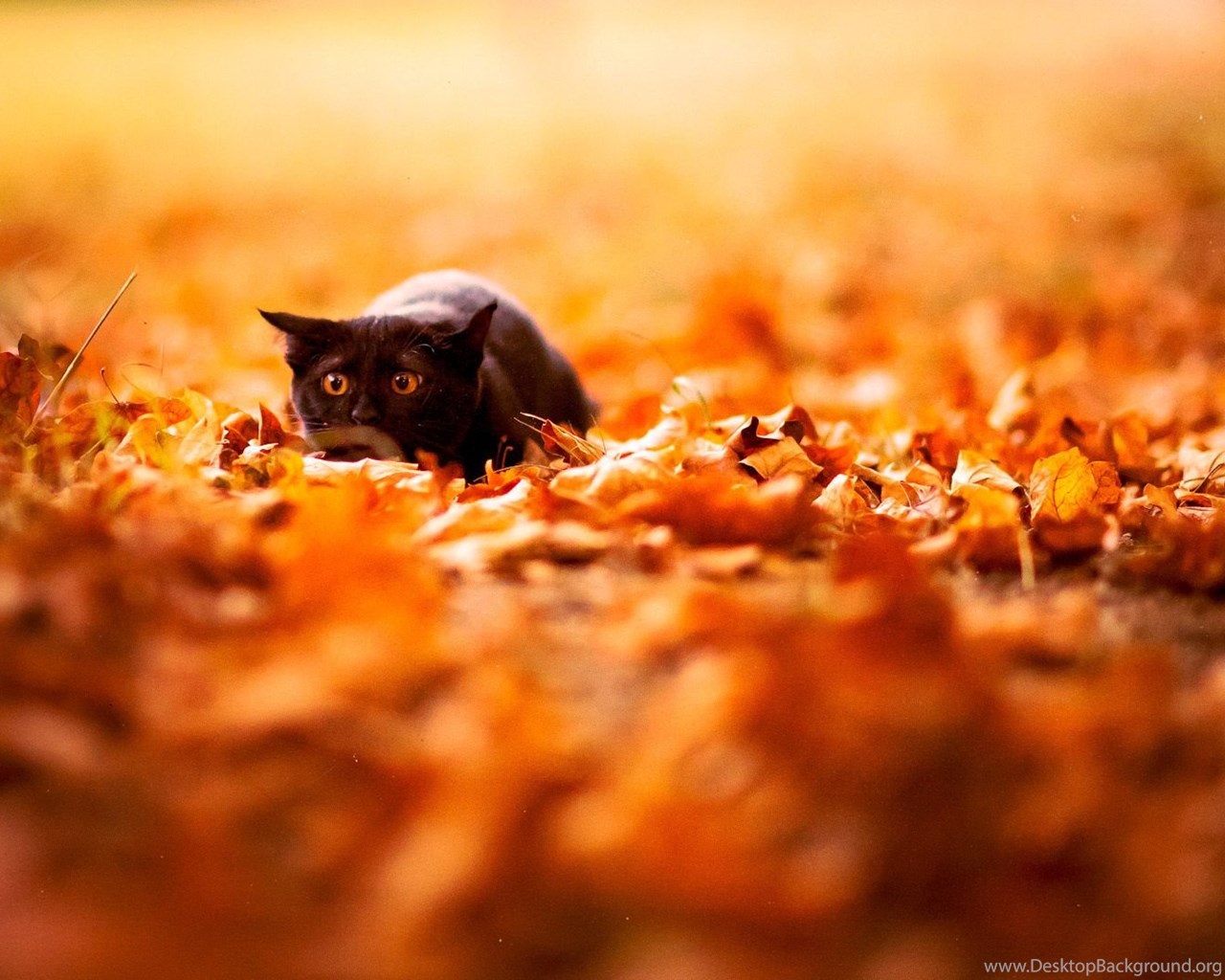 Fall Desktop Background Wallpaper. Desktop Background