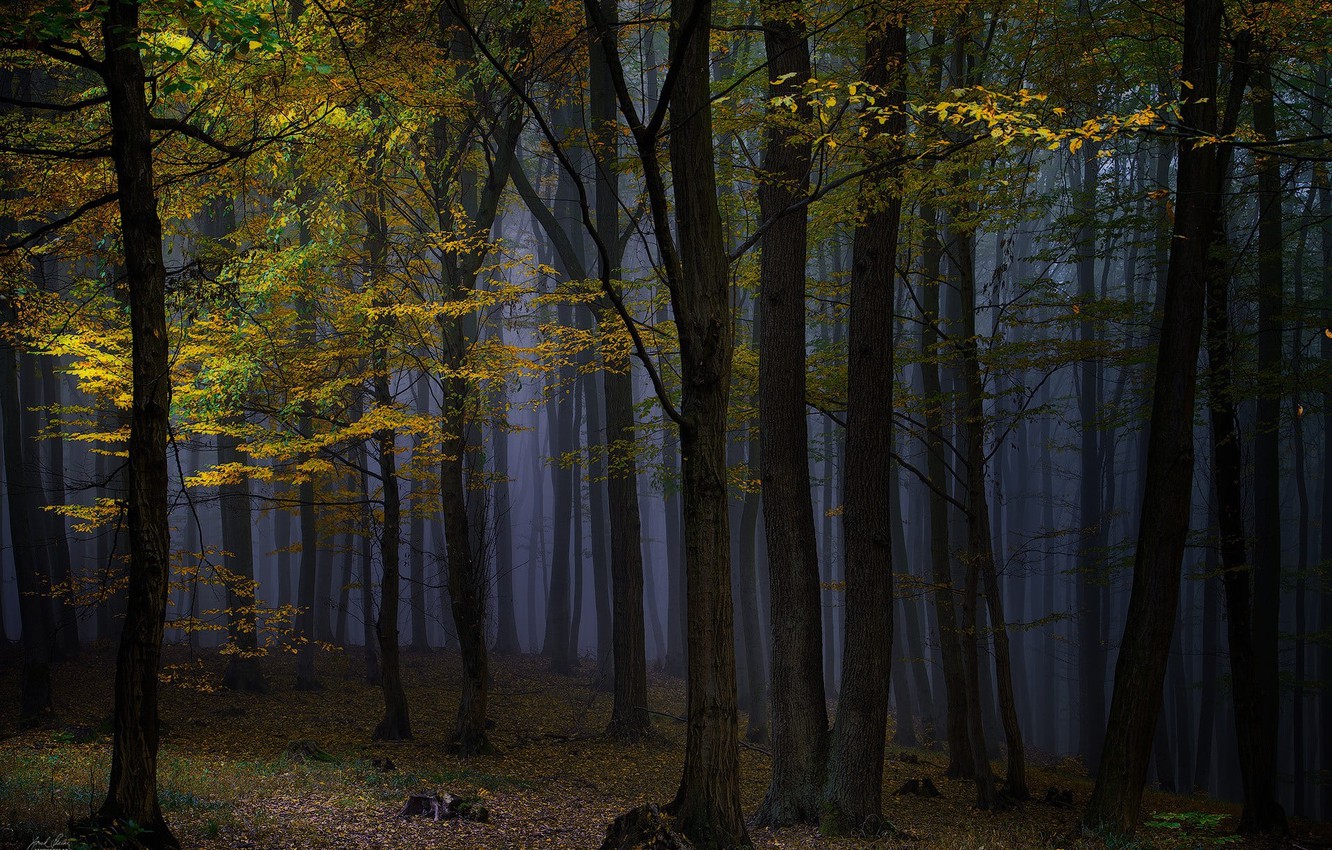Wallpaper autumn, forest, trees, night, nature, fog image for desktop, section природа