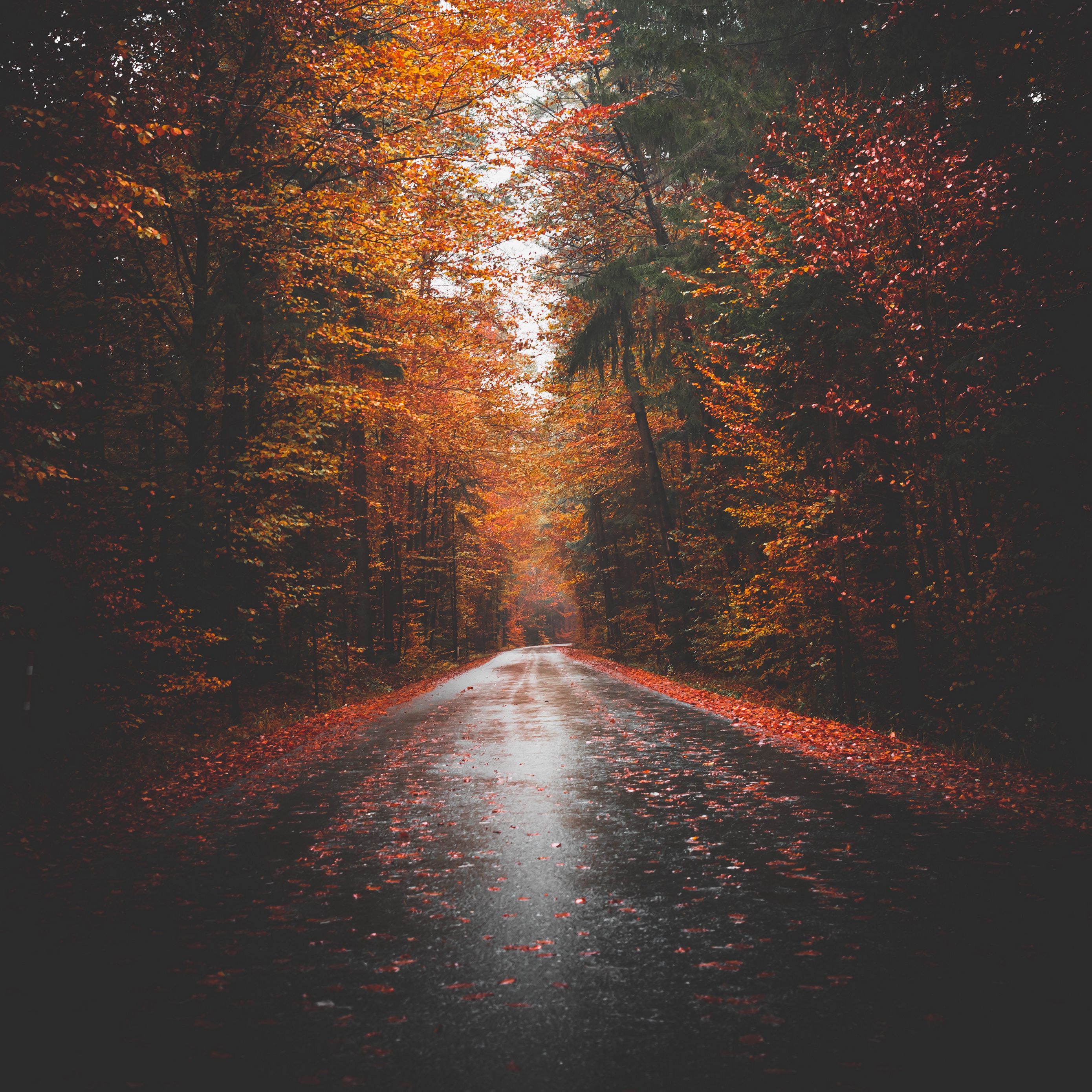 Download wallpaper 2780x2780 autumn, road, trees, forest, asphalt ipad air, ipad air ipad ipad ipad mini ipad mini ipad mini ipad pro 9.7 for parallax HD background